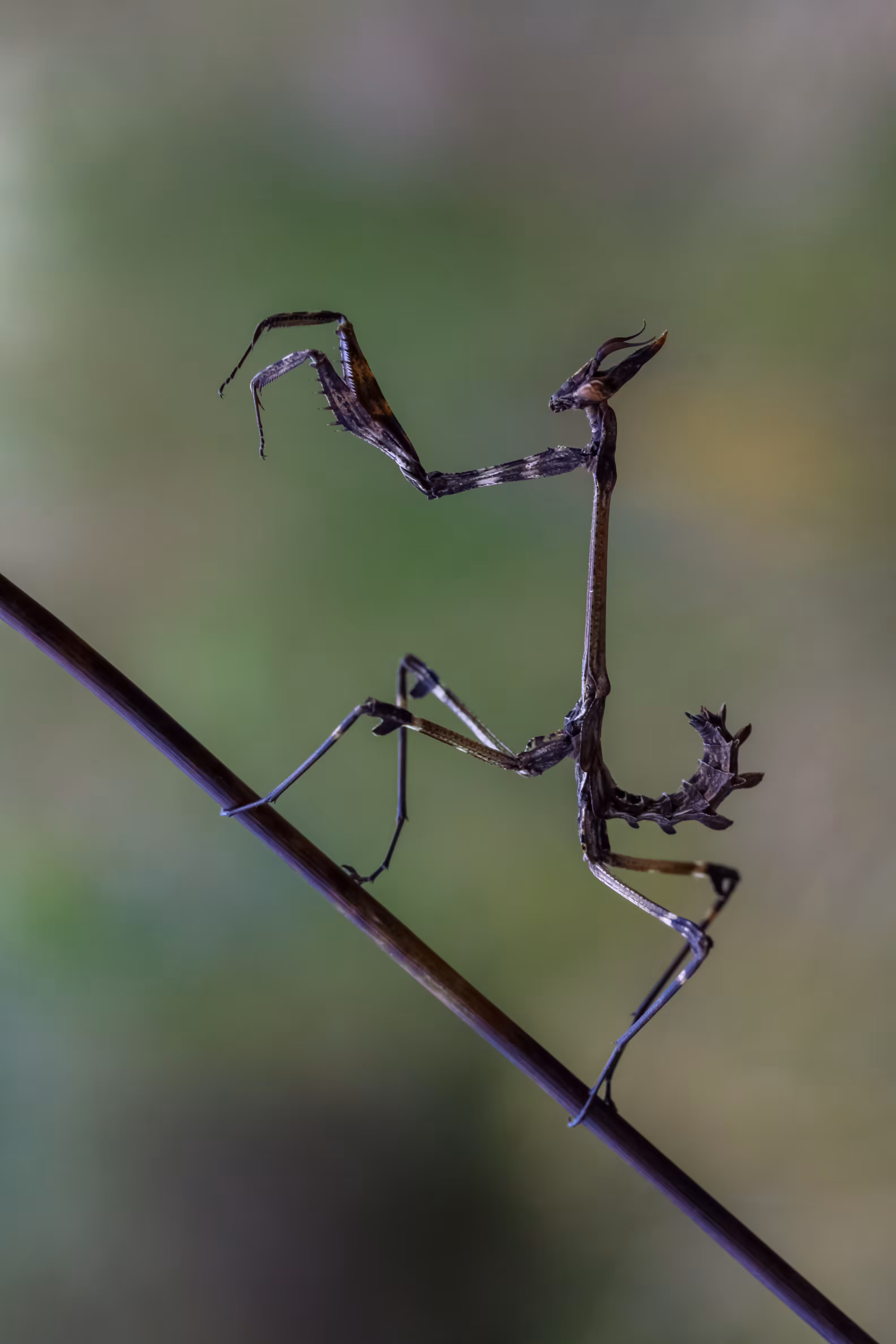  Camouflage