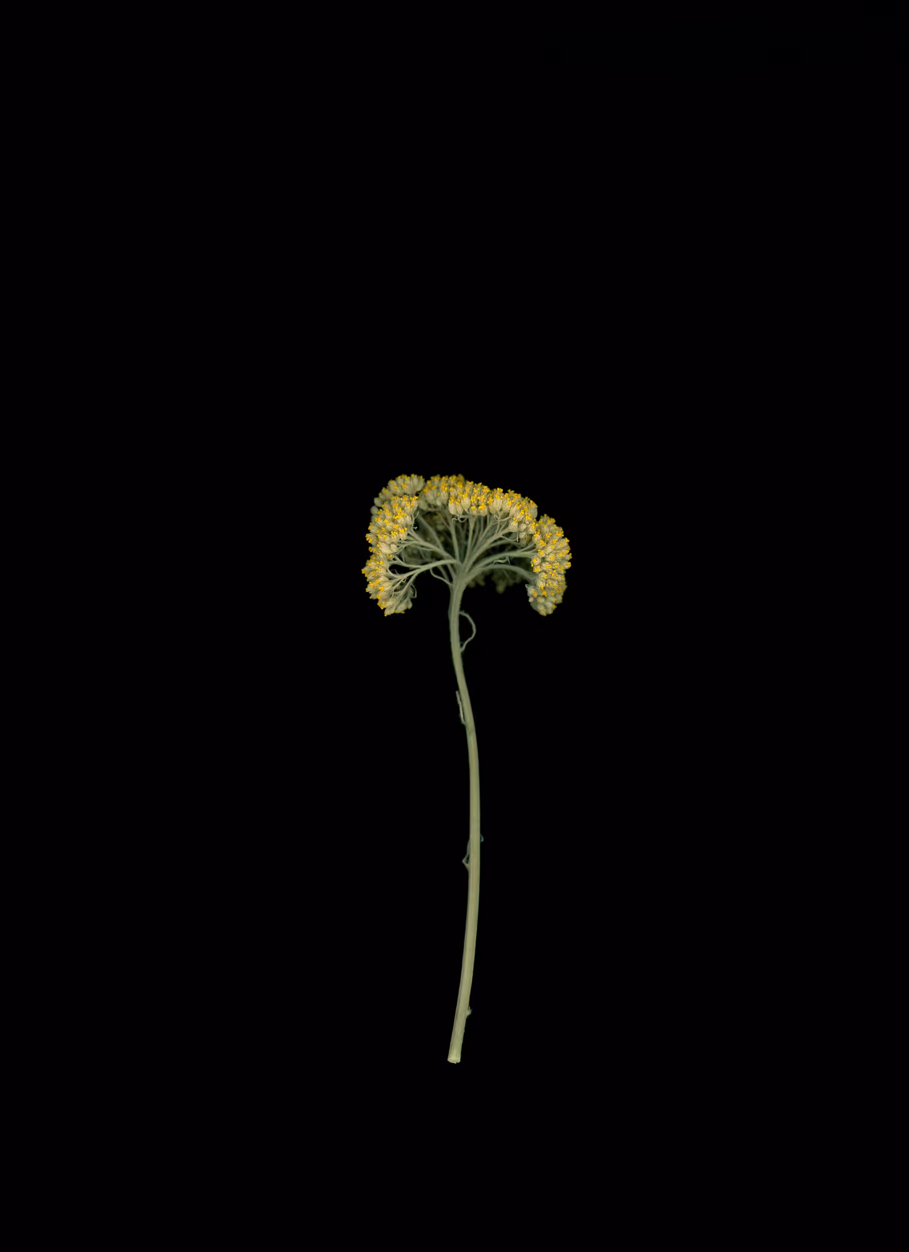 Yarrow (2020)