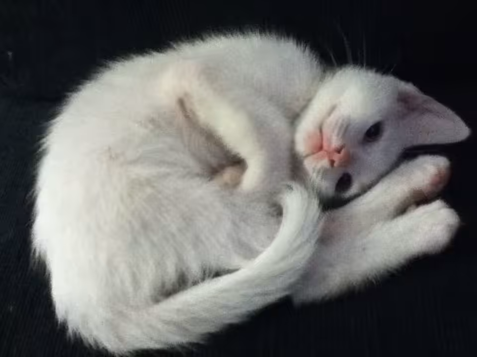 REALONES: Baby White Kitty