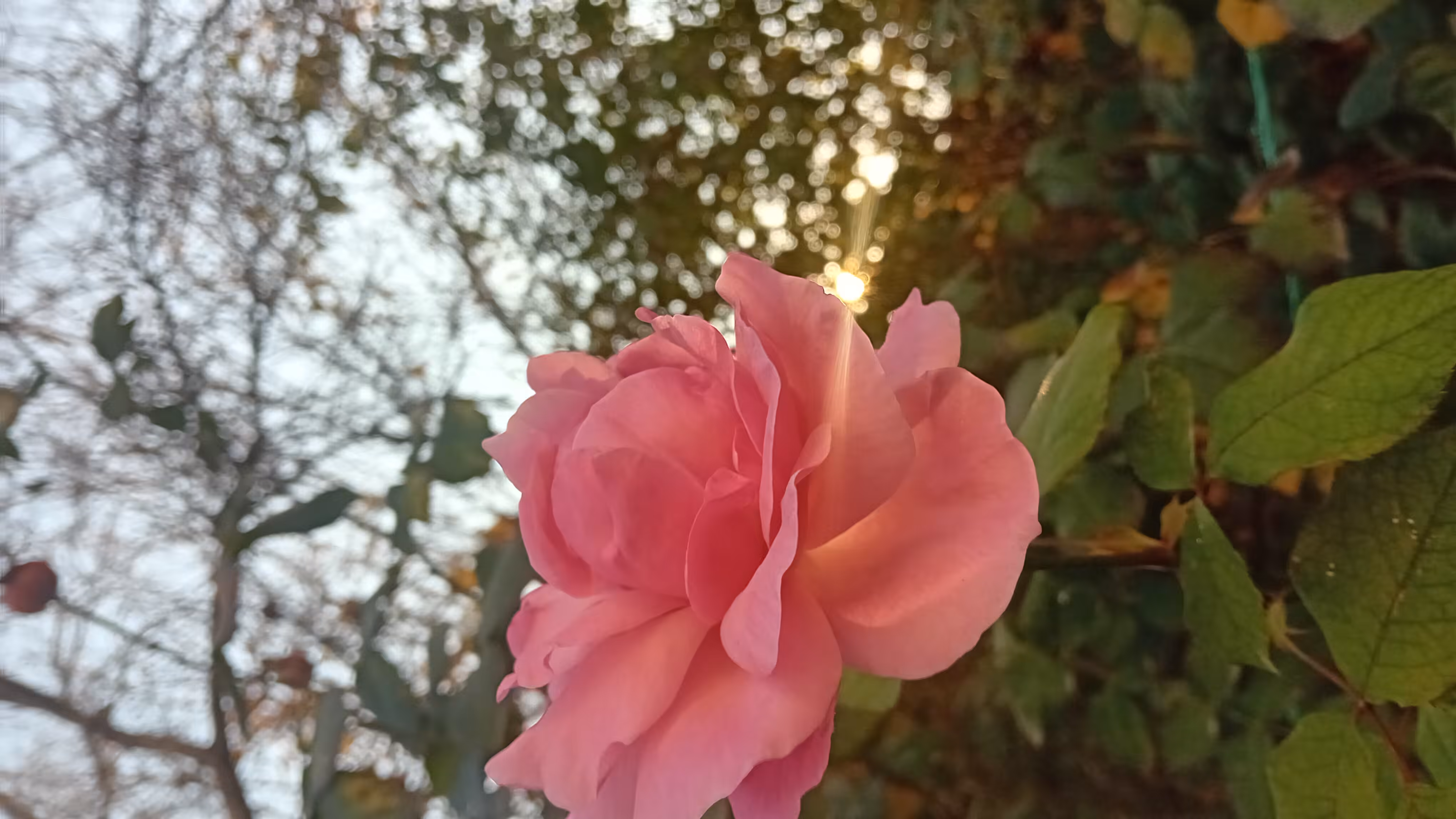  love frequency-Open Edition: love Flower