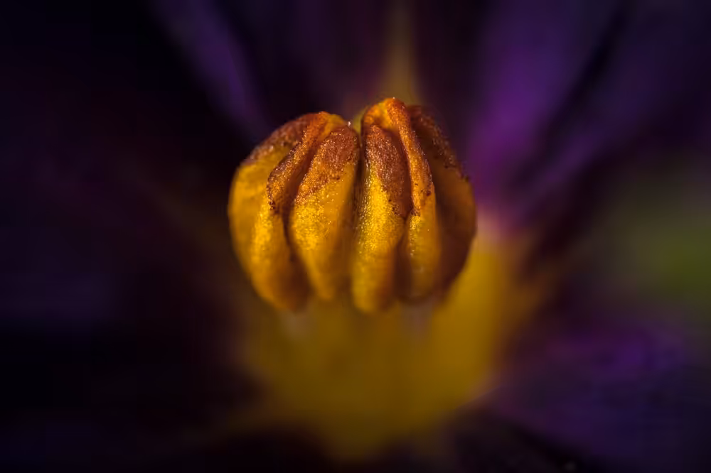 Stamen #1