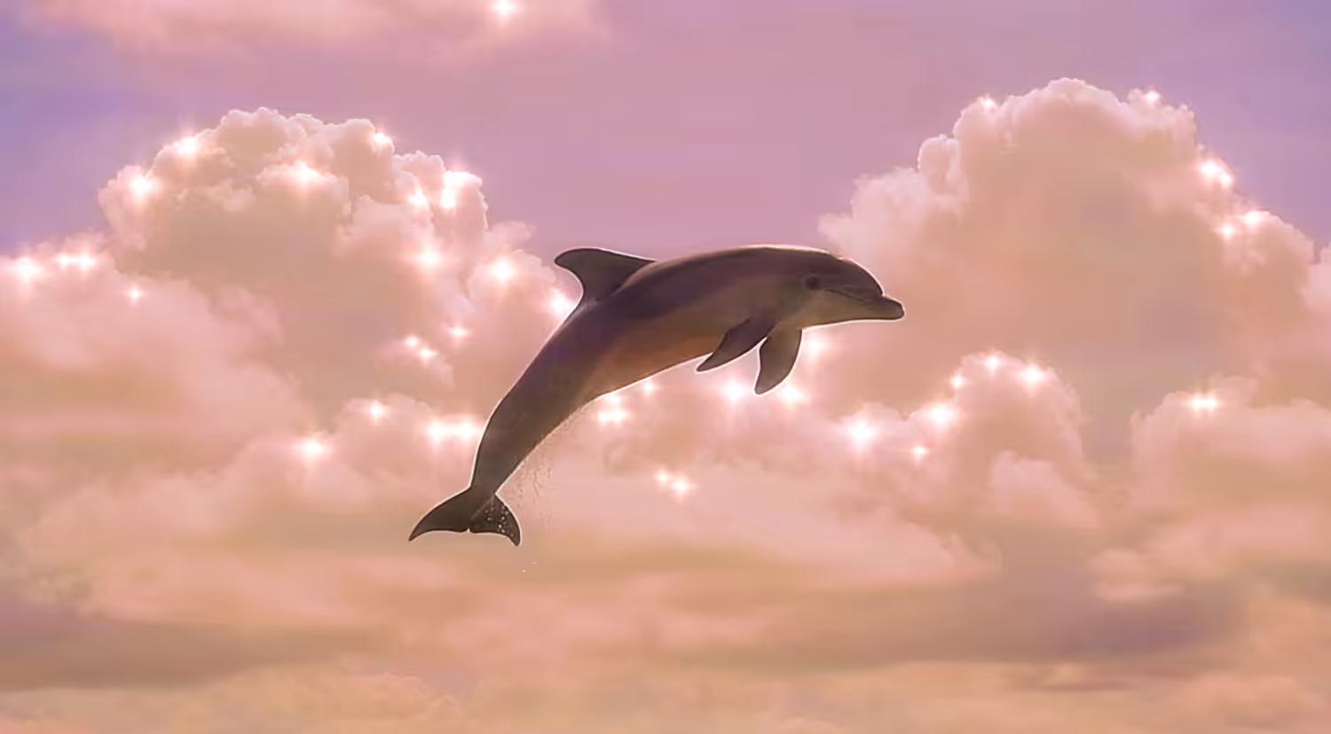 Go go Dolphin!