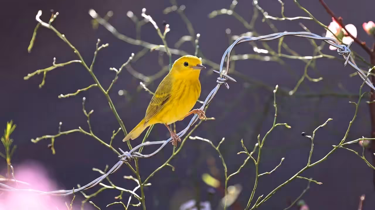 Birds Observations: Marigold, The Last Light