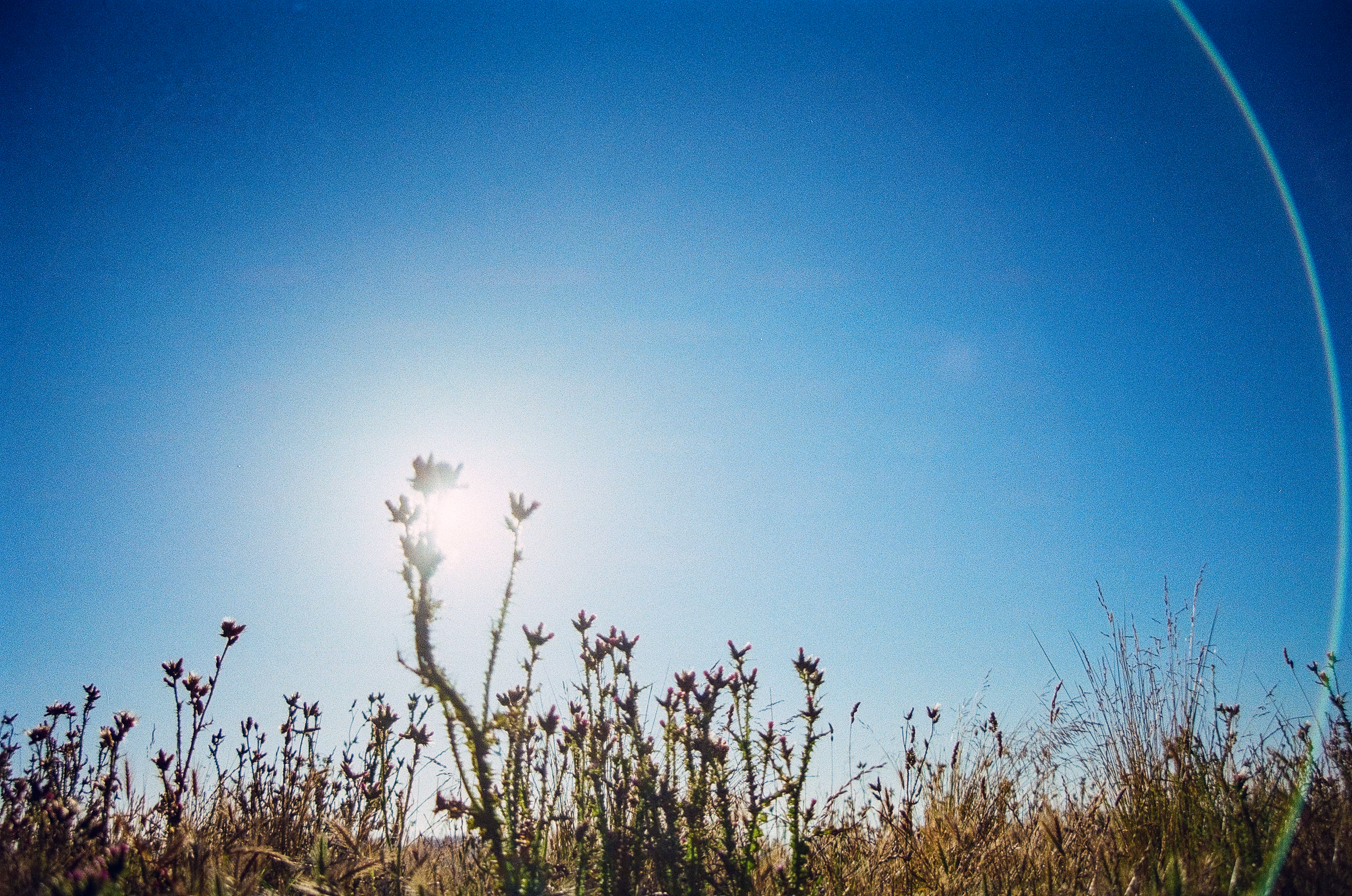 Sun & Thistle