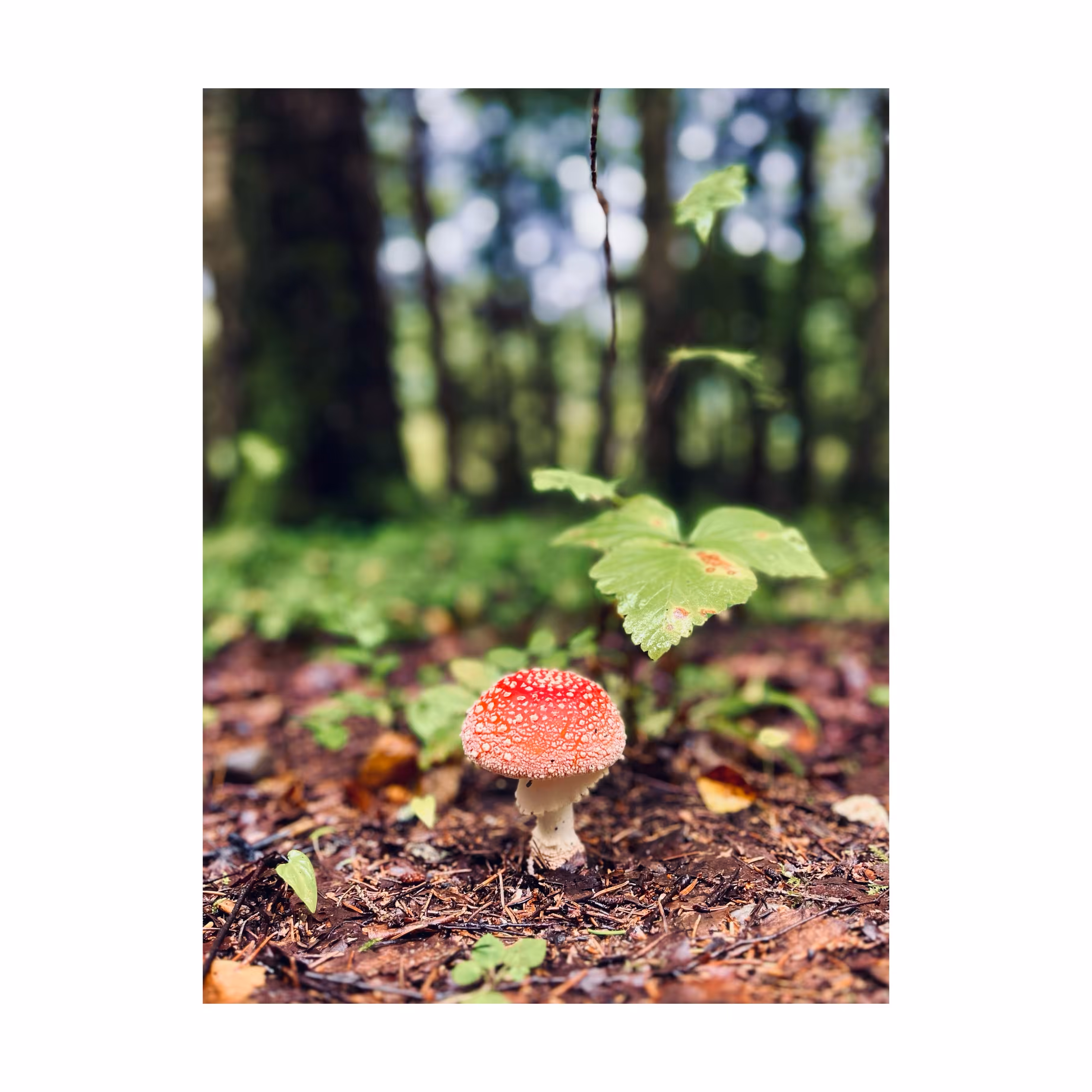 Rodeo posts: Rodeo post #285