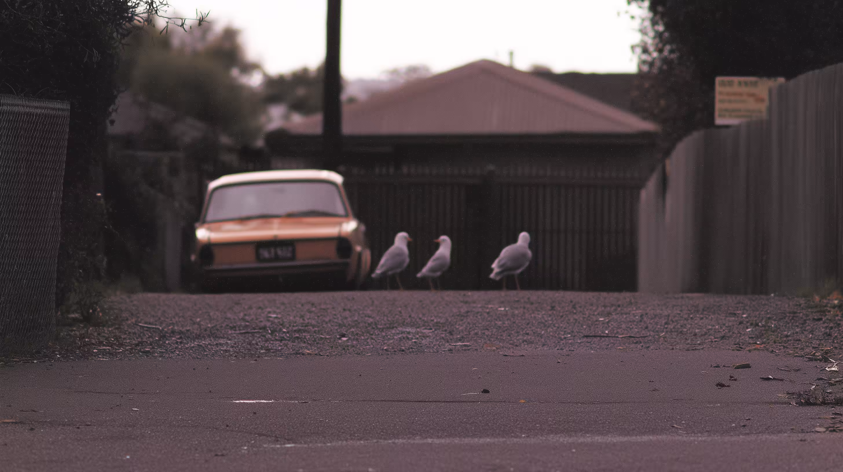 3 Little Birds!