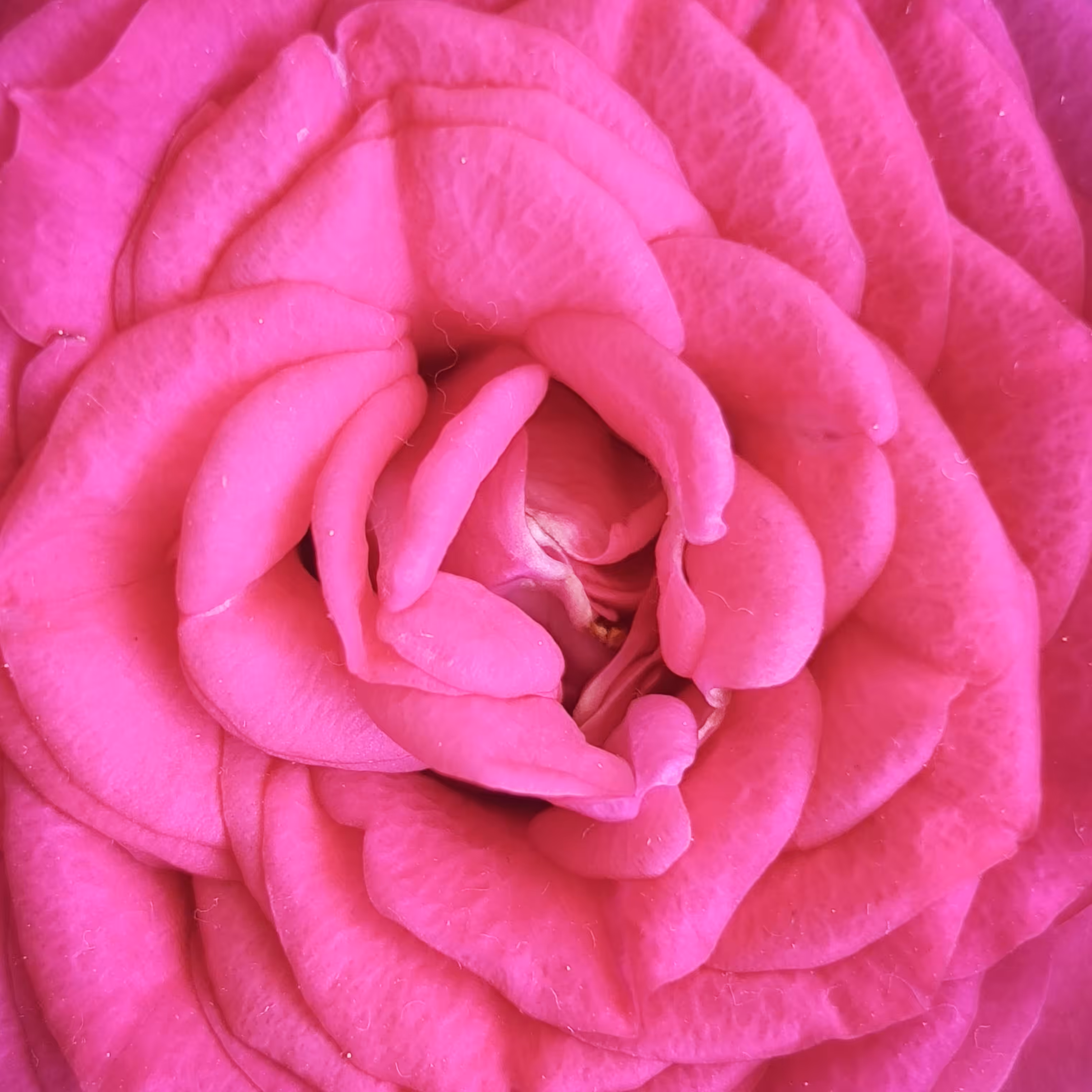 Pink Infinity