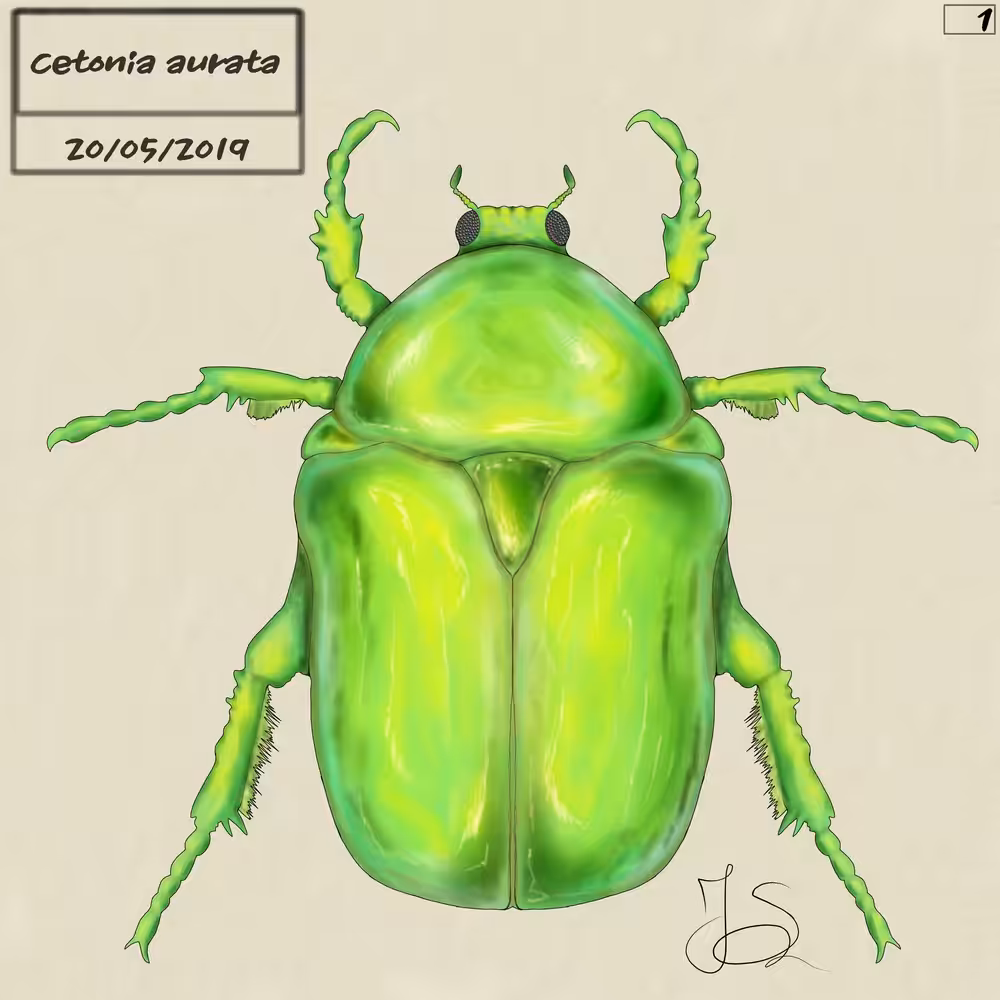 Rose Chafer