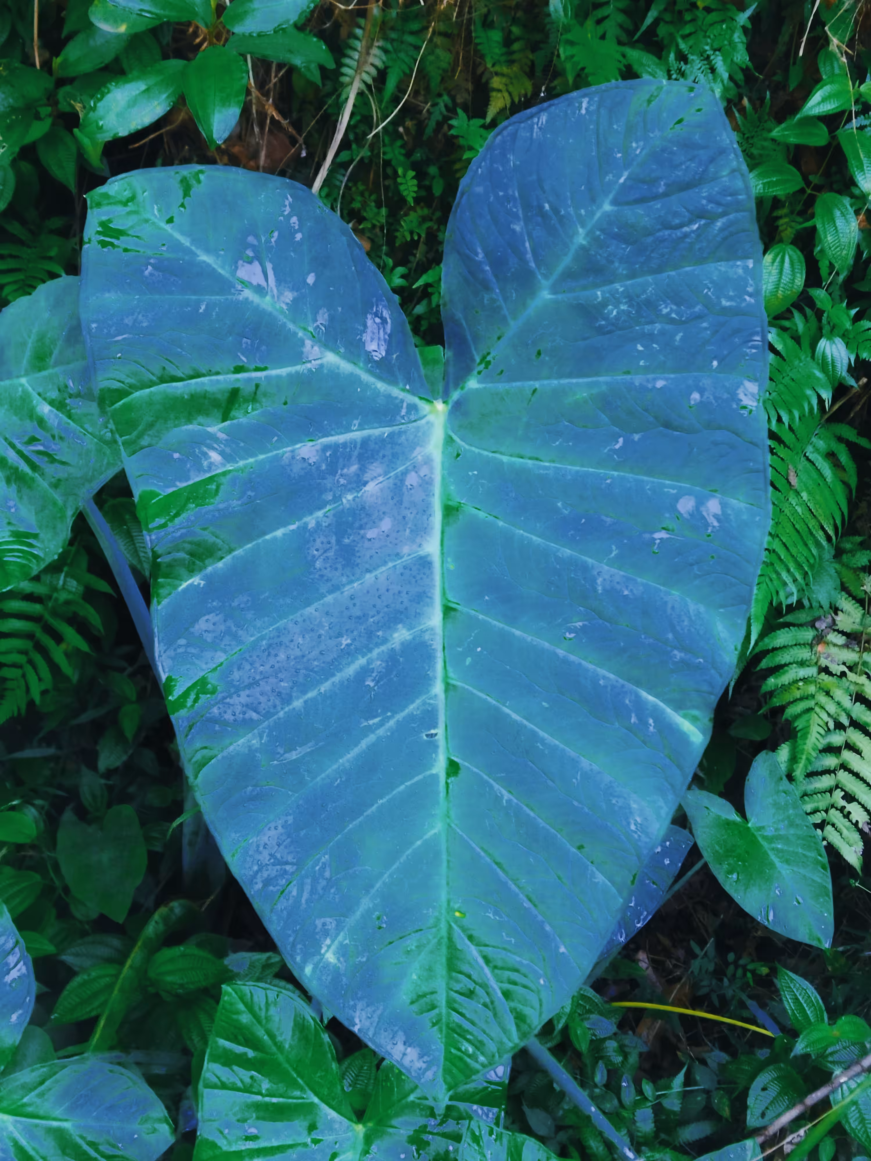 My World Of Flora And Fauna: Elephant's Ear Leaf 