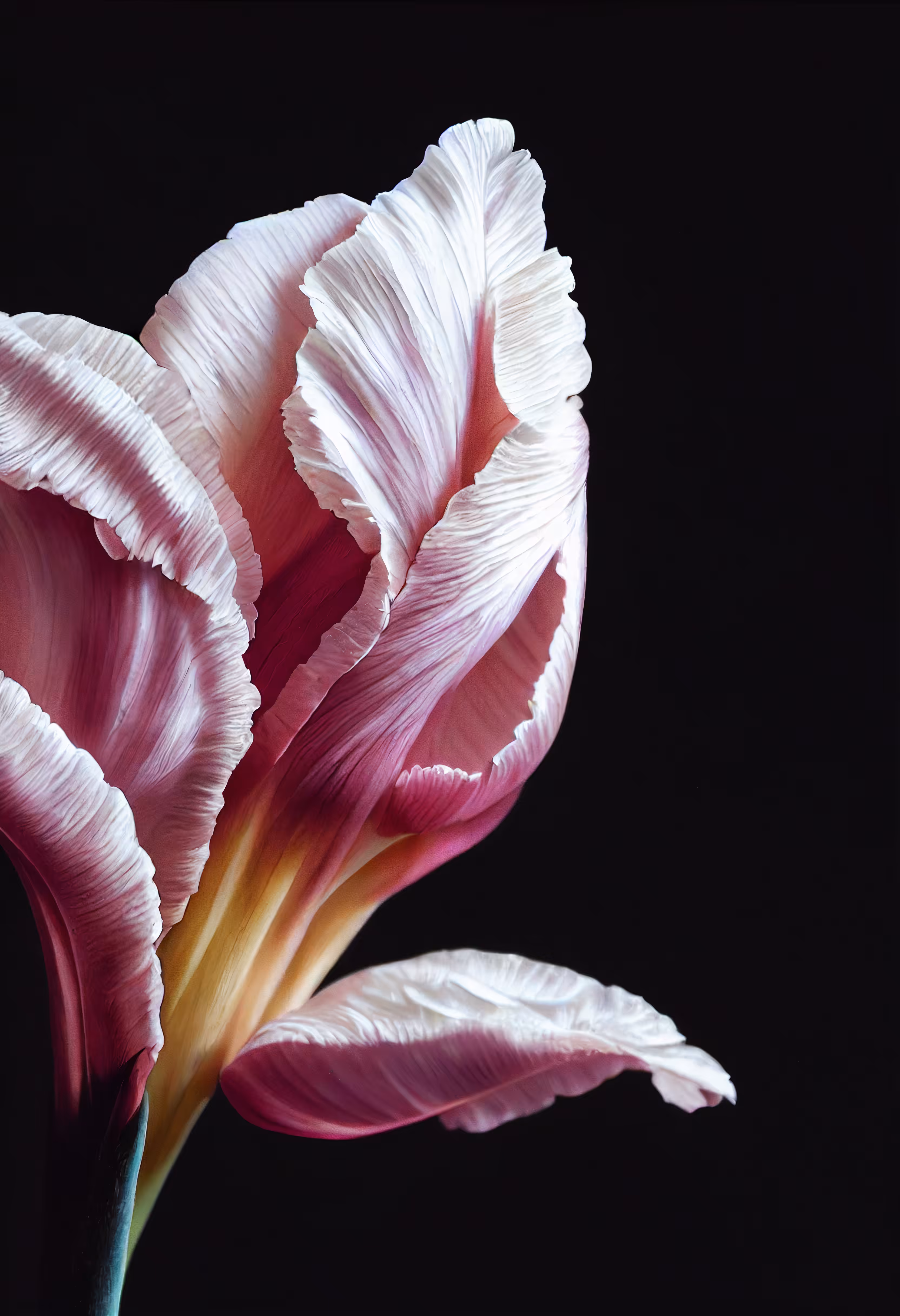 A Flower, Just For You. #81