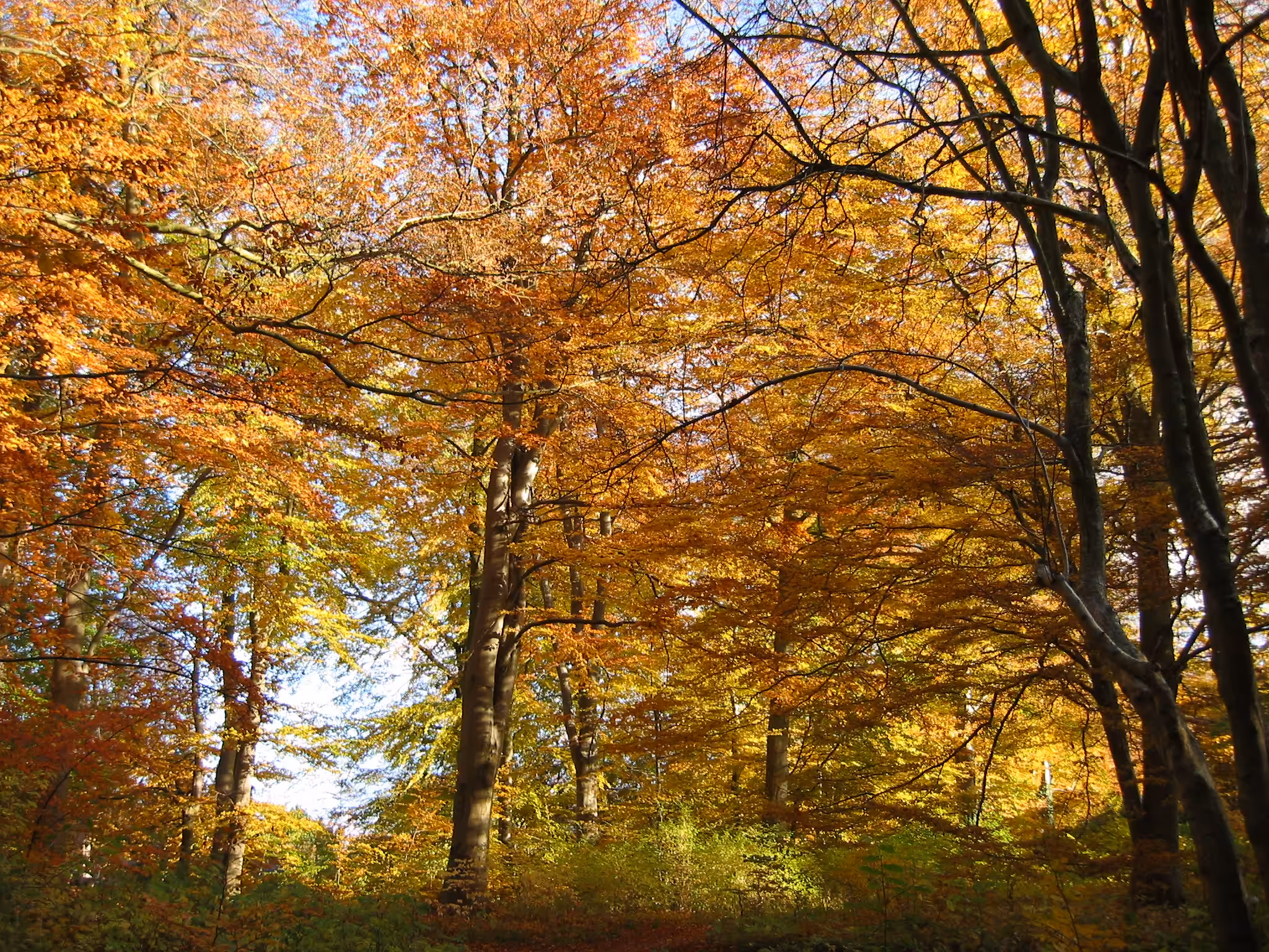 Golden Canopy