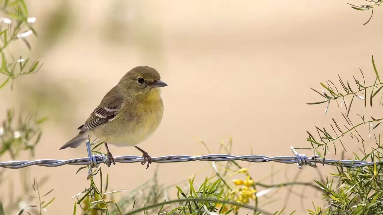 Birds Observations: Cam, In the Tangle