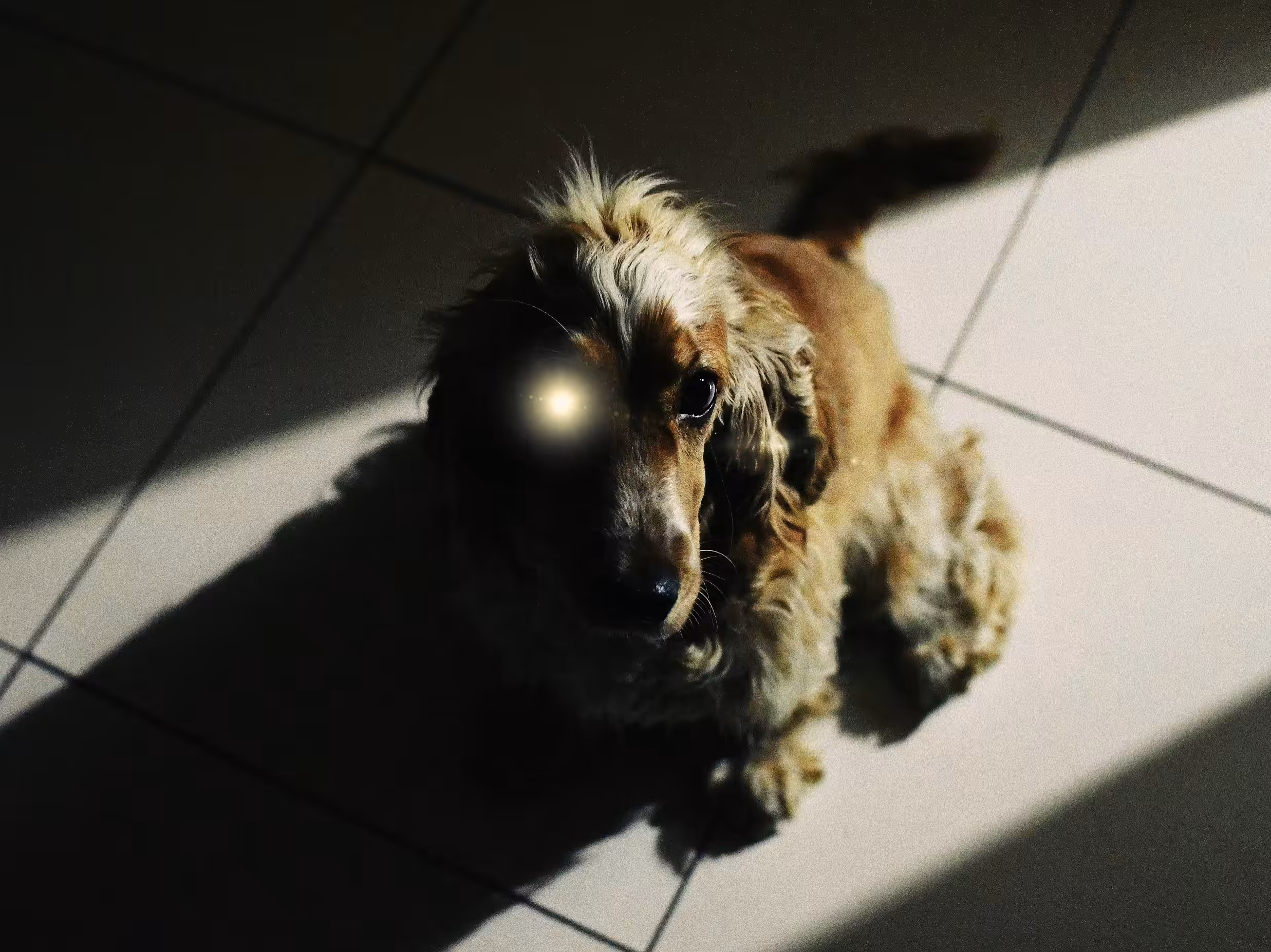 Doggo from another world 🐶👽