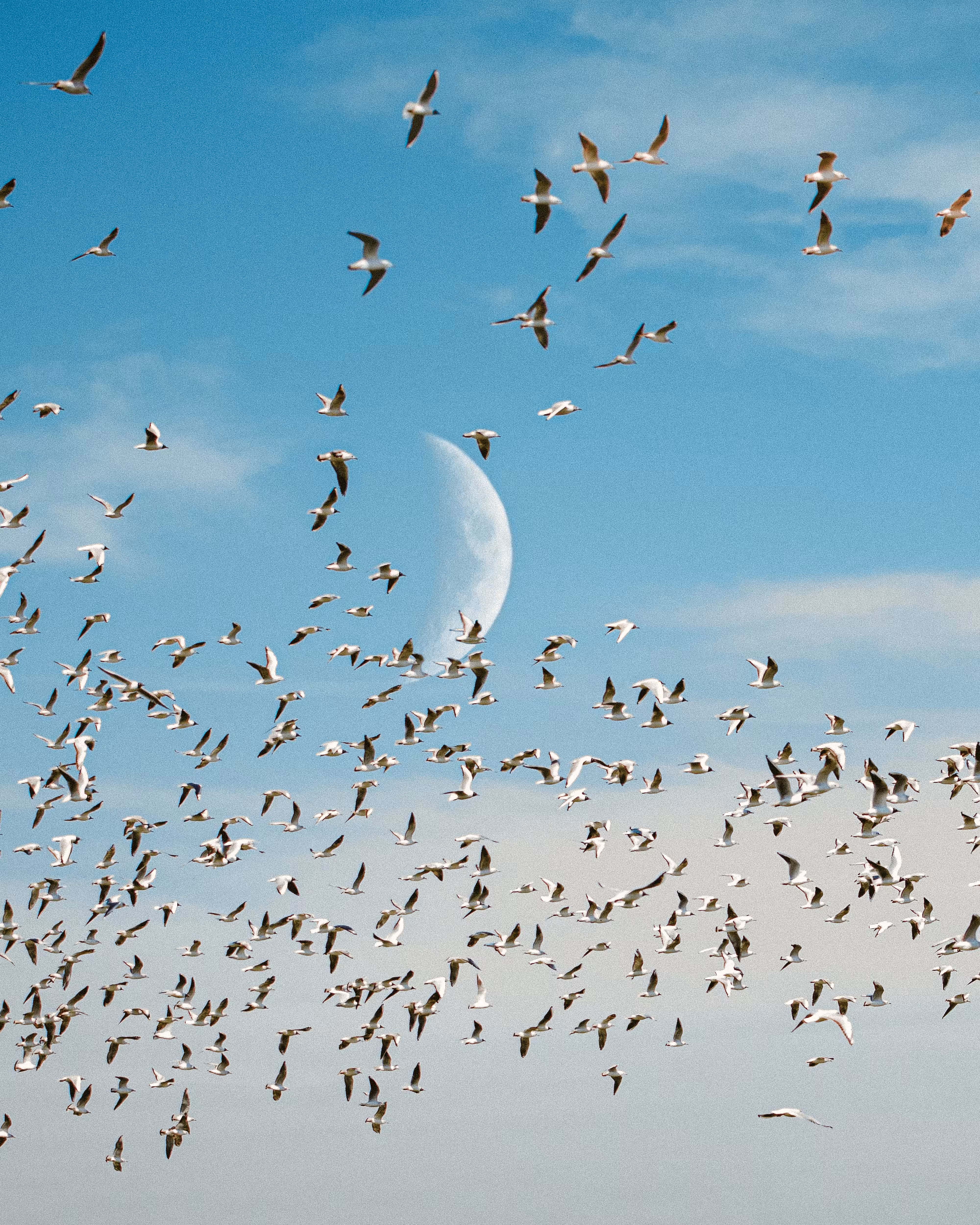 Flock of Us #22