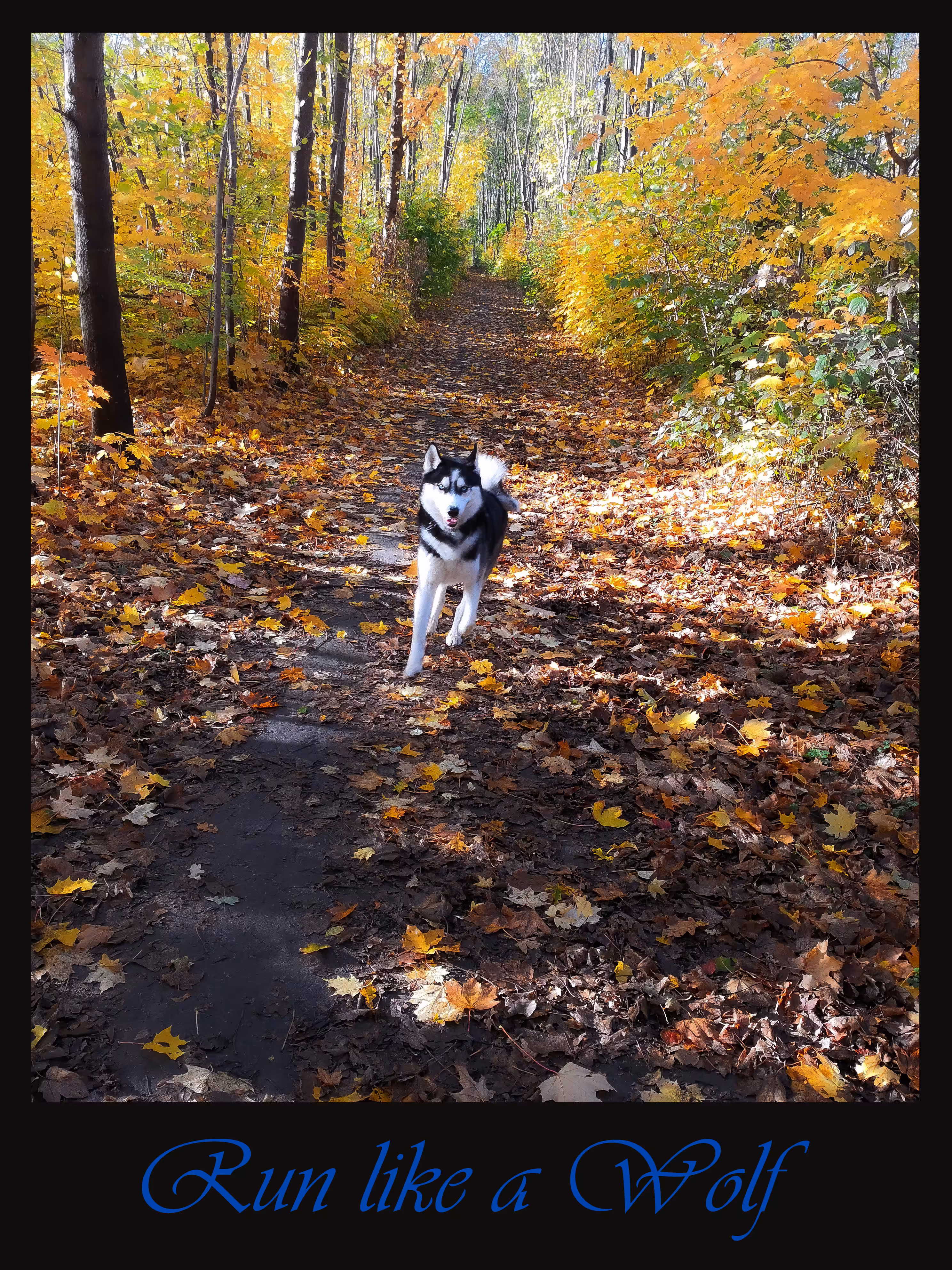 Run like a Wolf