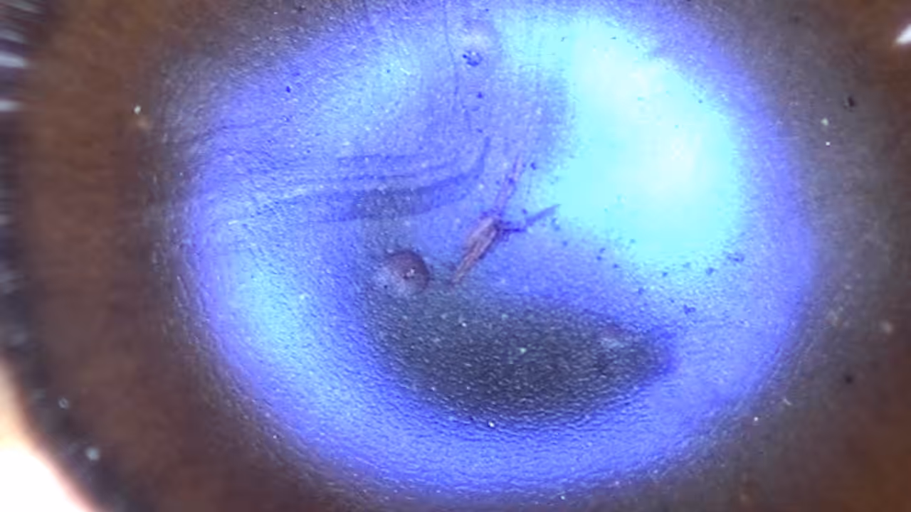 mushroom_strobo