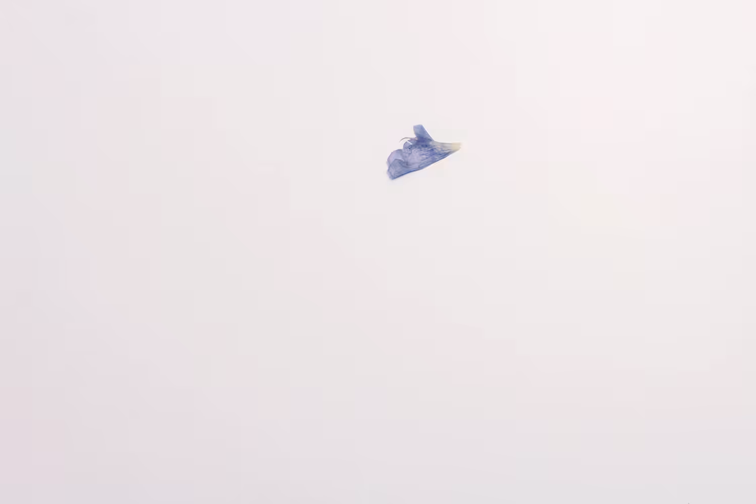 ・゜゜・． 𝑀𝑖𝑔𝑟𝑎𝑡𝑖𝑛𝑔 ༄ ⋆