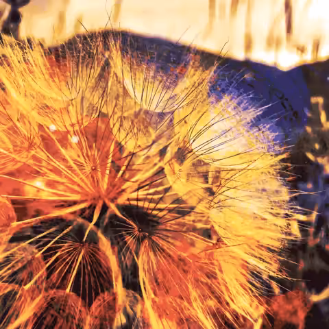 Flower Seeding