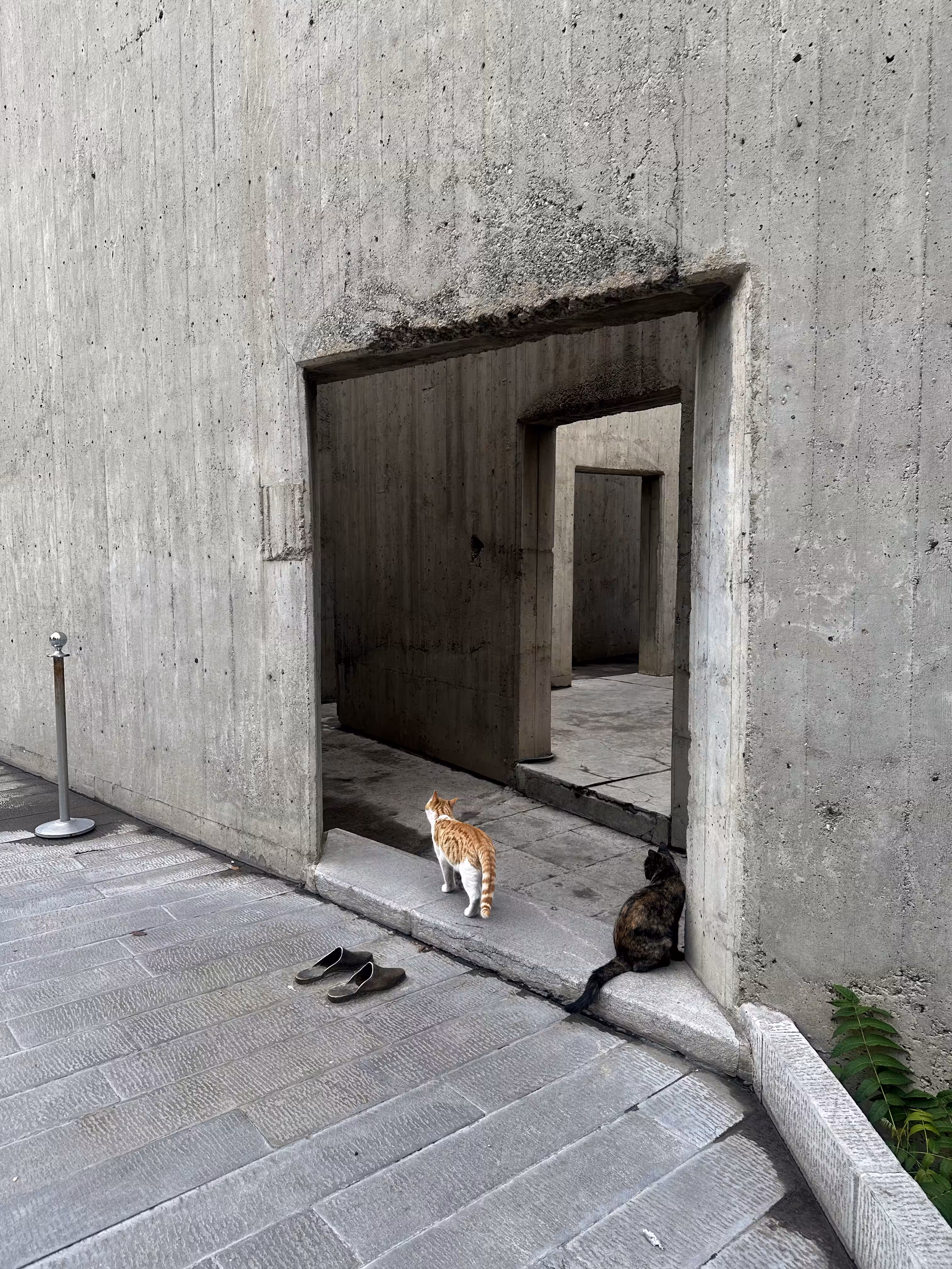 Nosy Kitties