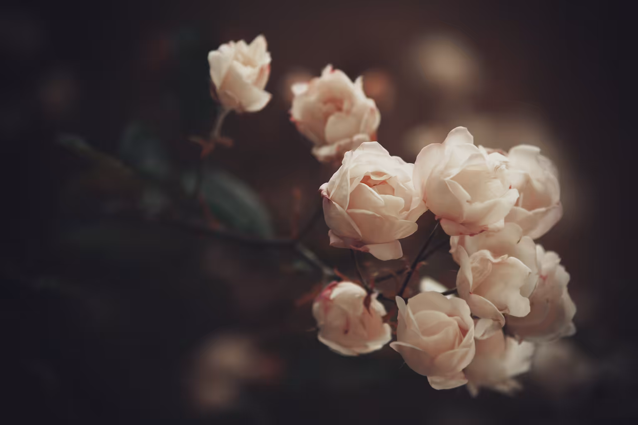 In Bloom