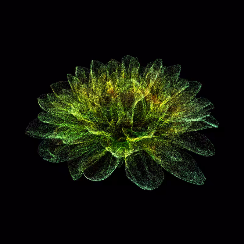 Dahlia Pinnata 30 #89