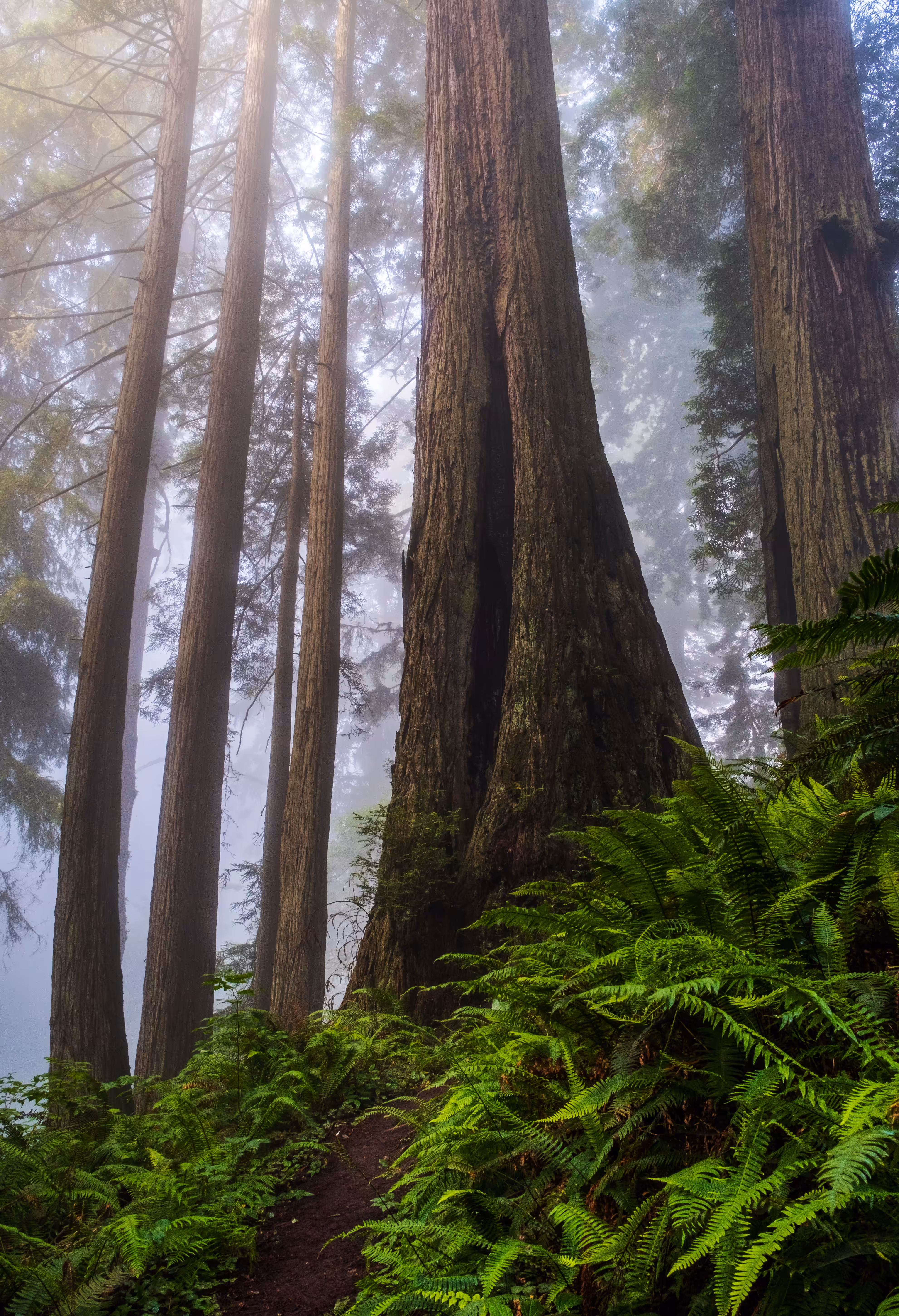 Redwoods in the Mist 4