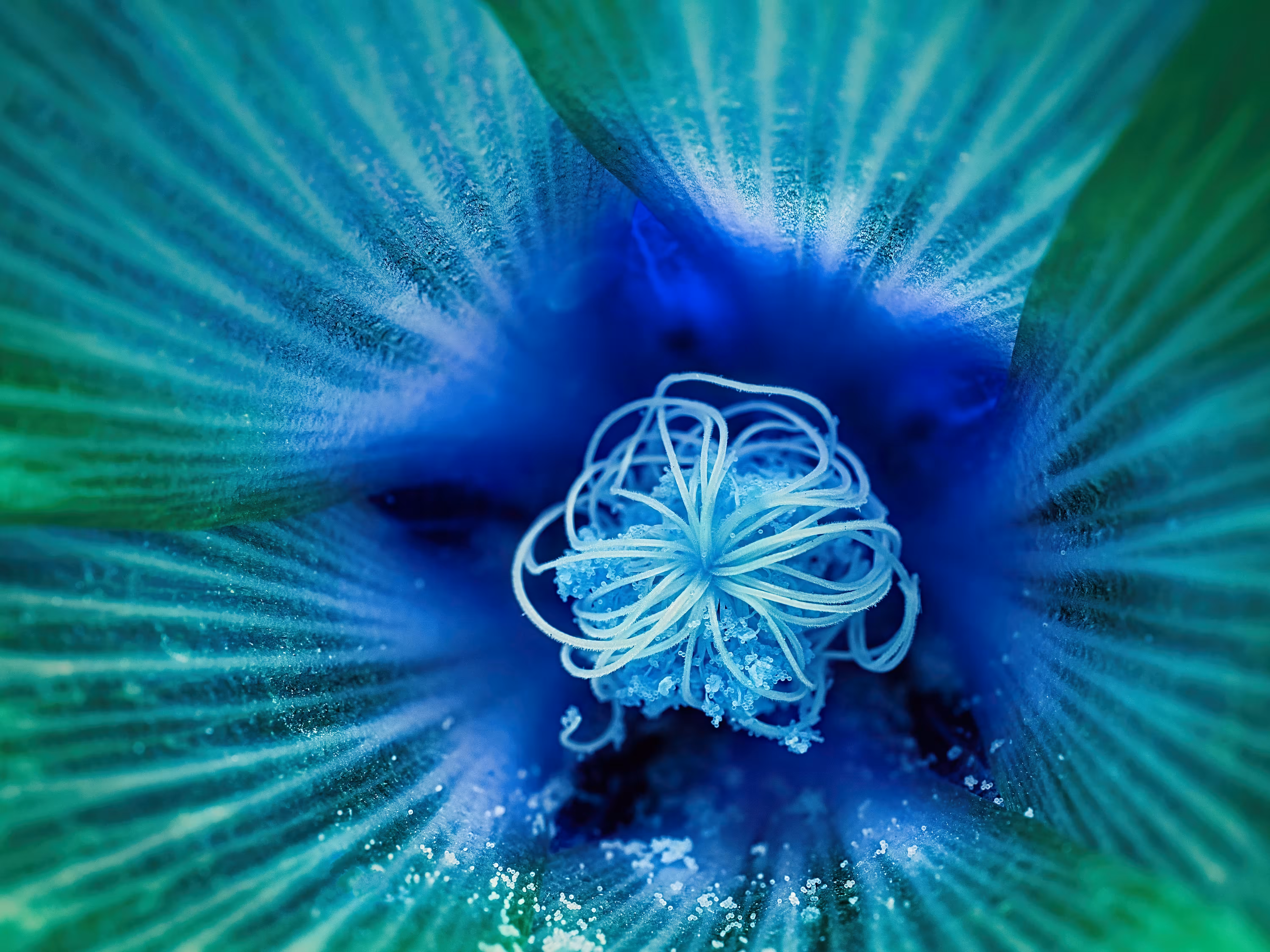 Infra-Flora II