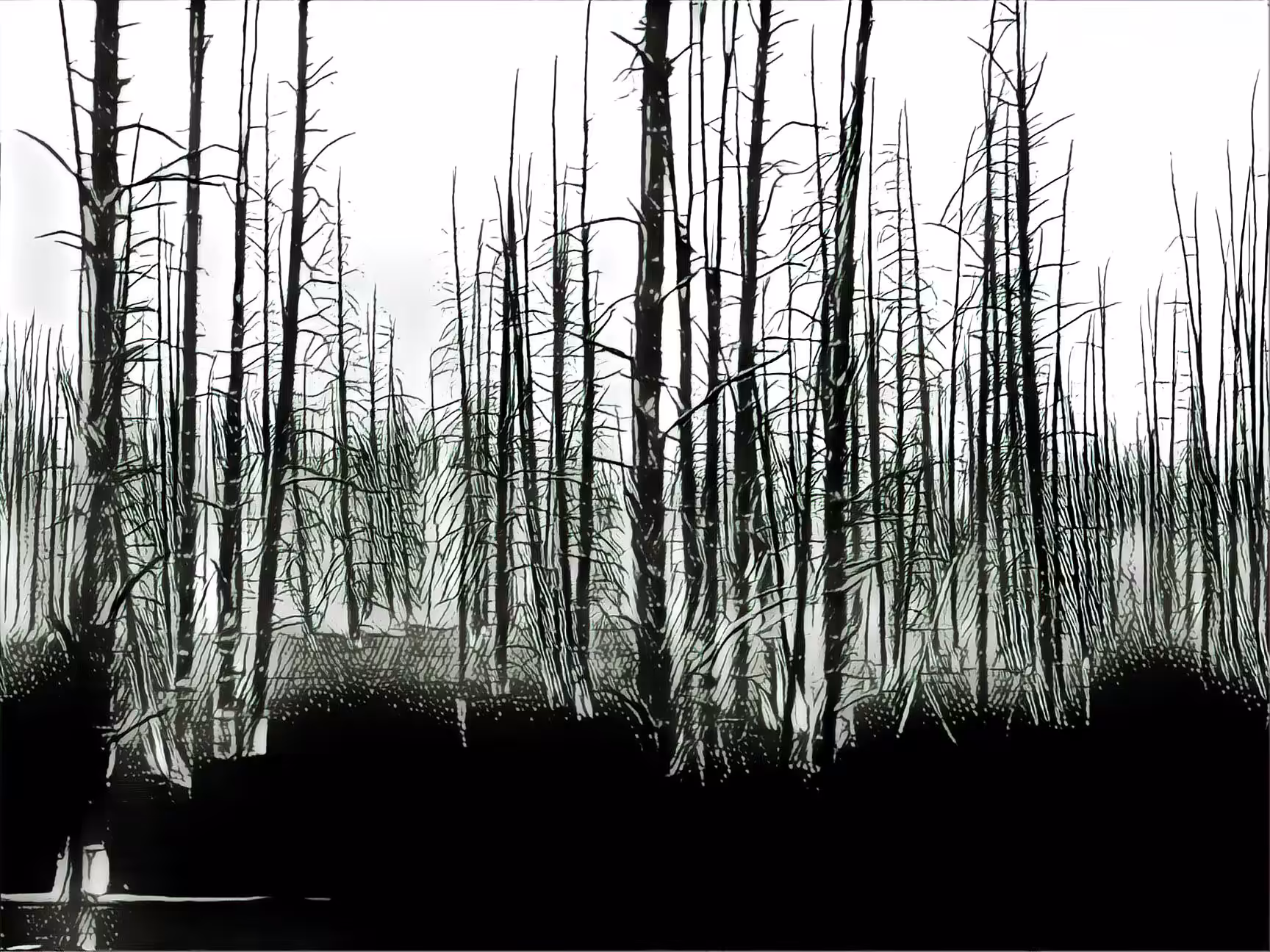 Forest Fire