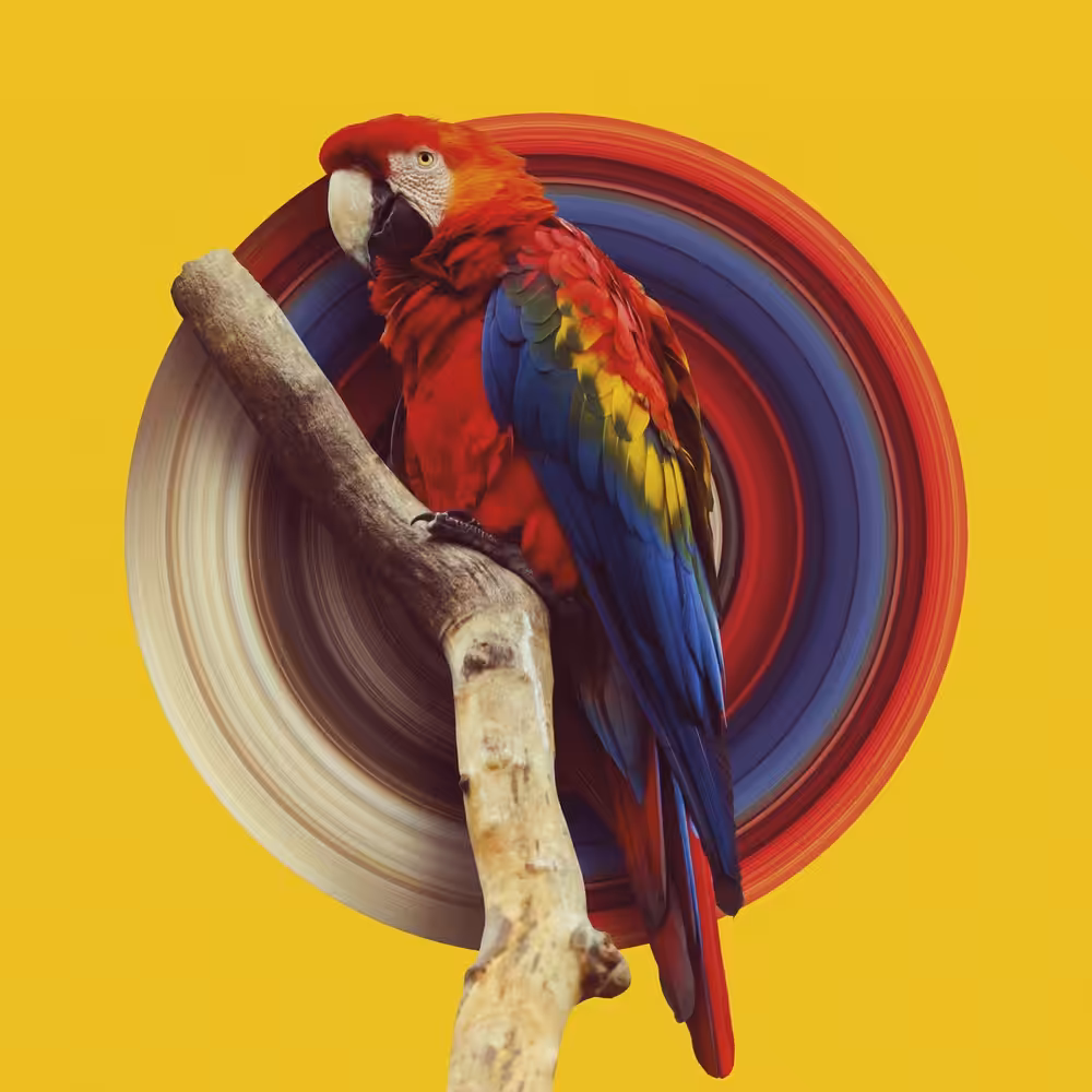 Scarlet Macaw