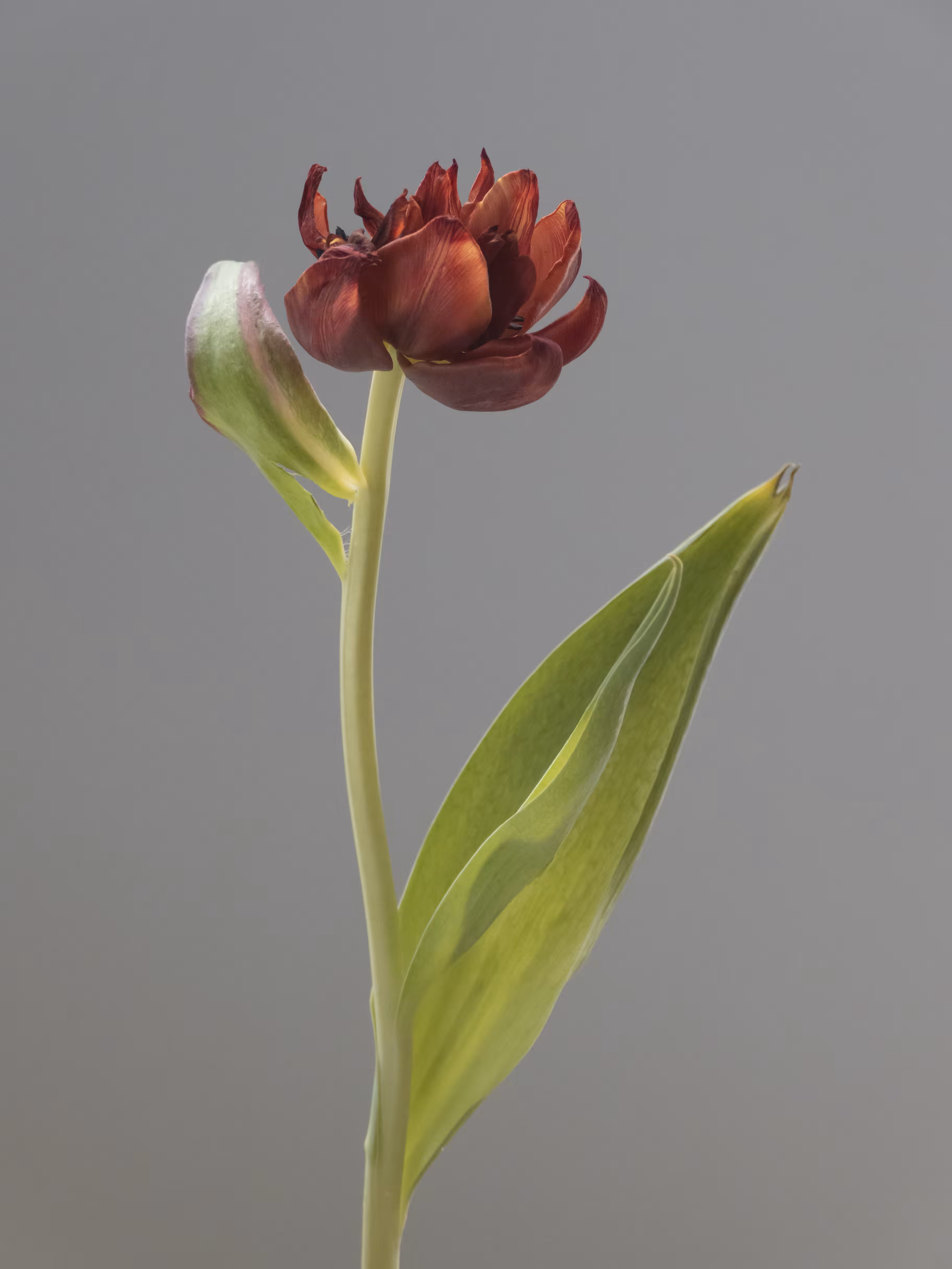 Tulip 1637 [14]