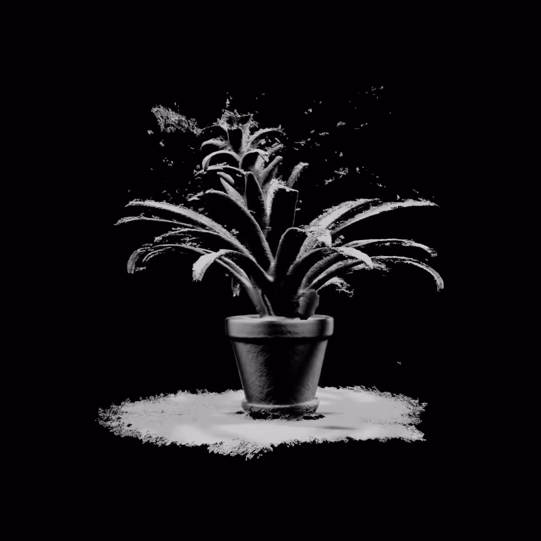 Bromeliad (A)
