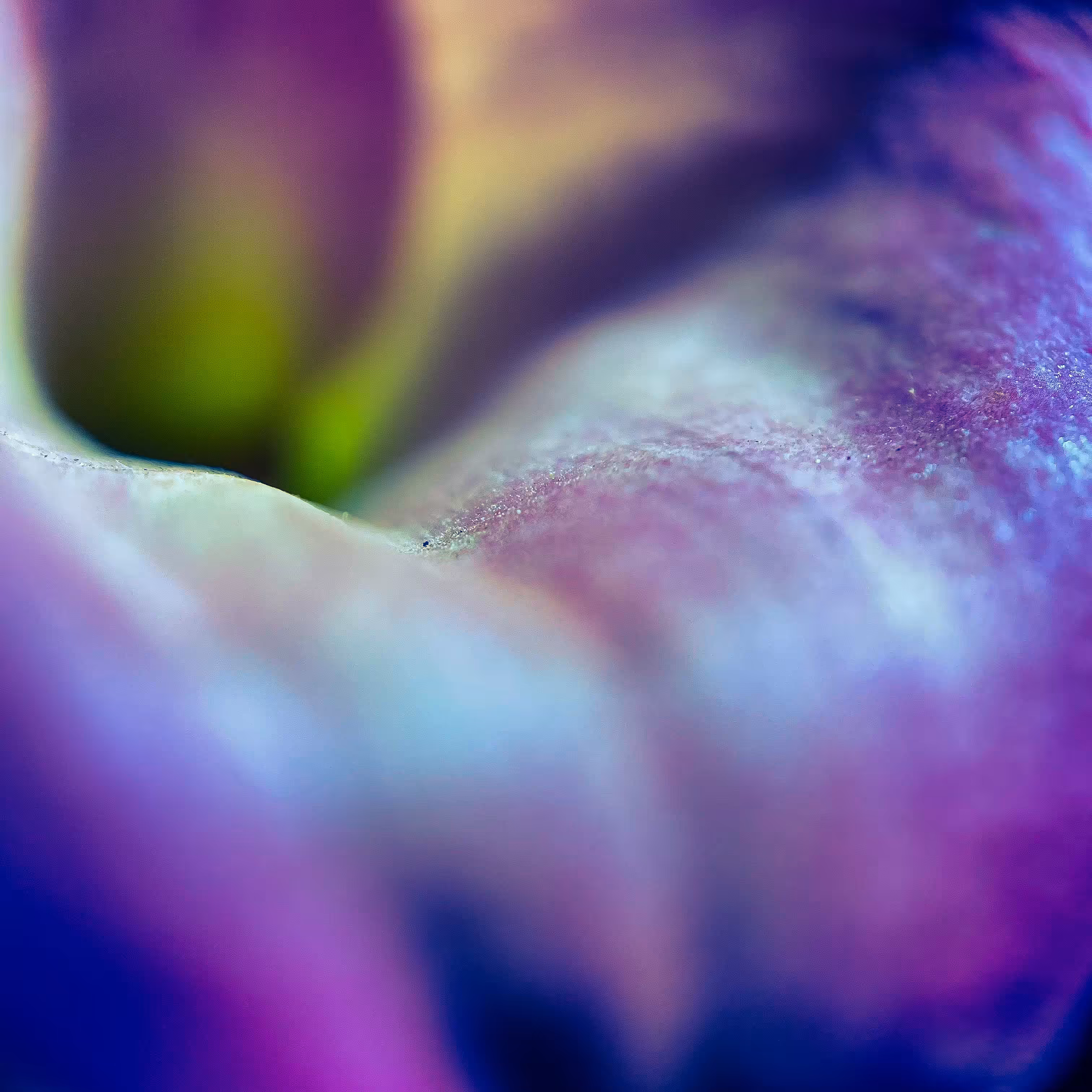 Calla Lily Synchronicity