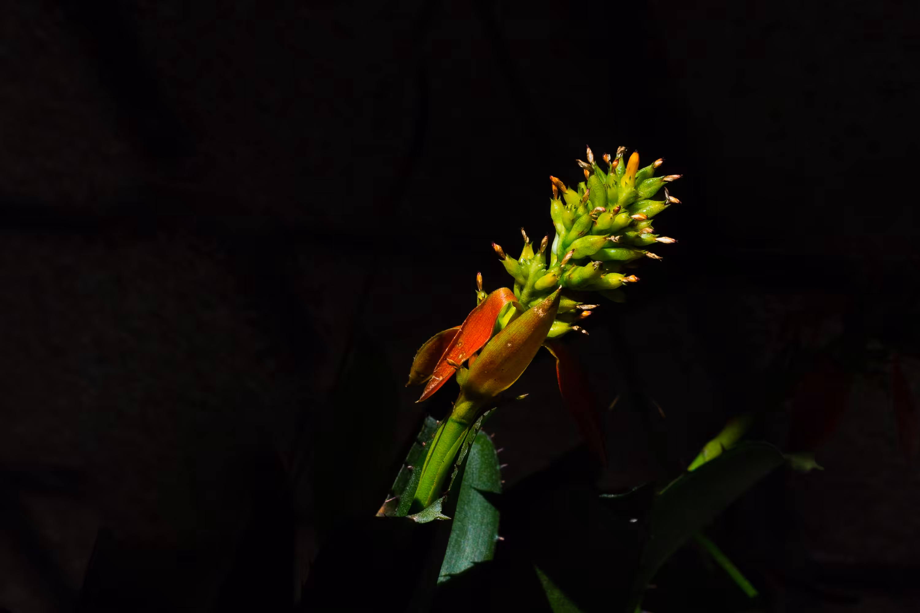 Beleza tropical