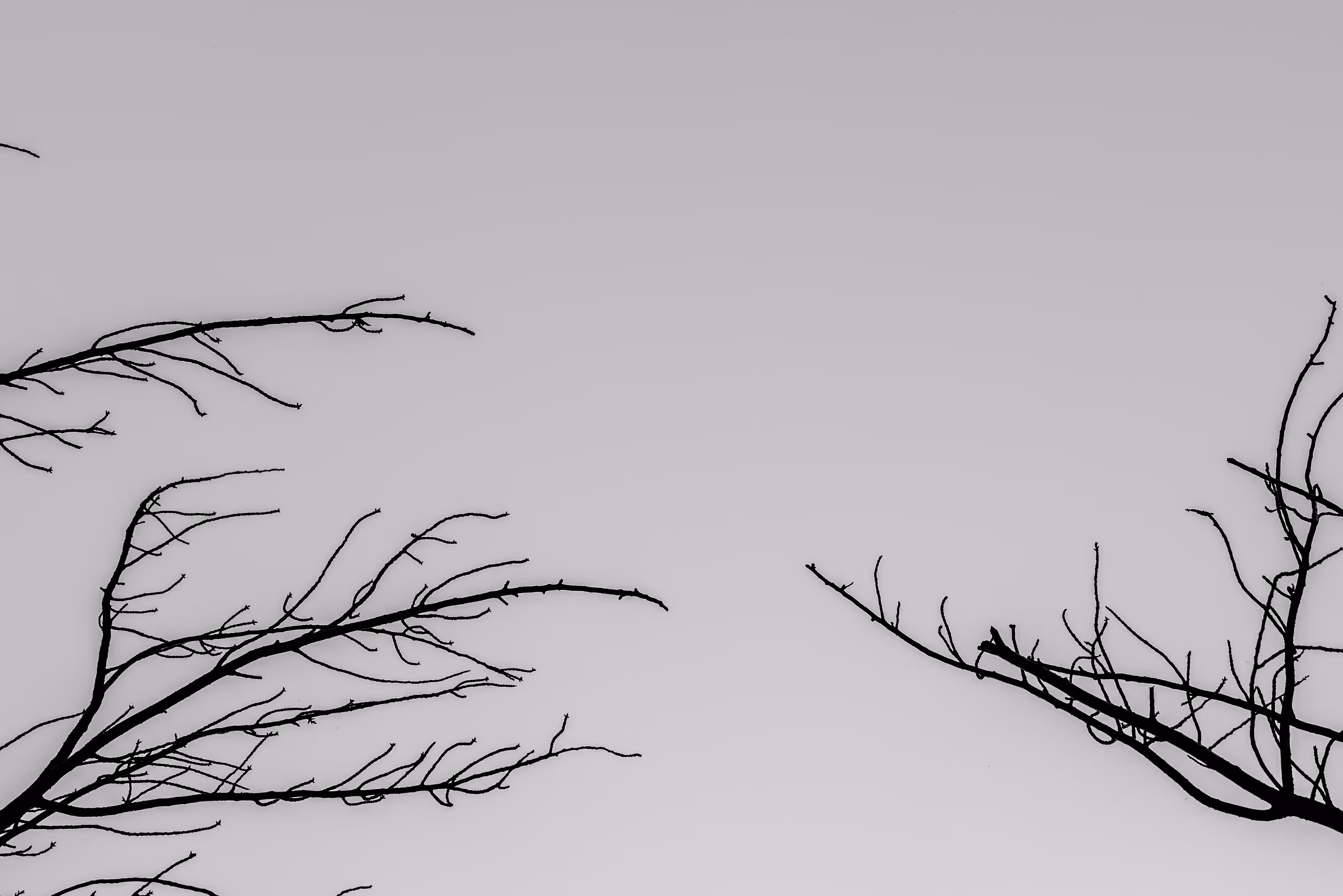 Raw Materials: Trees 1