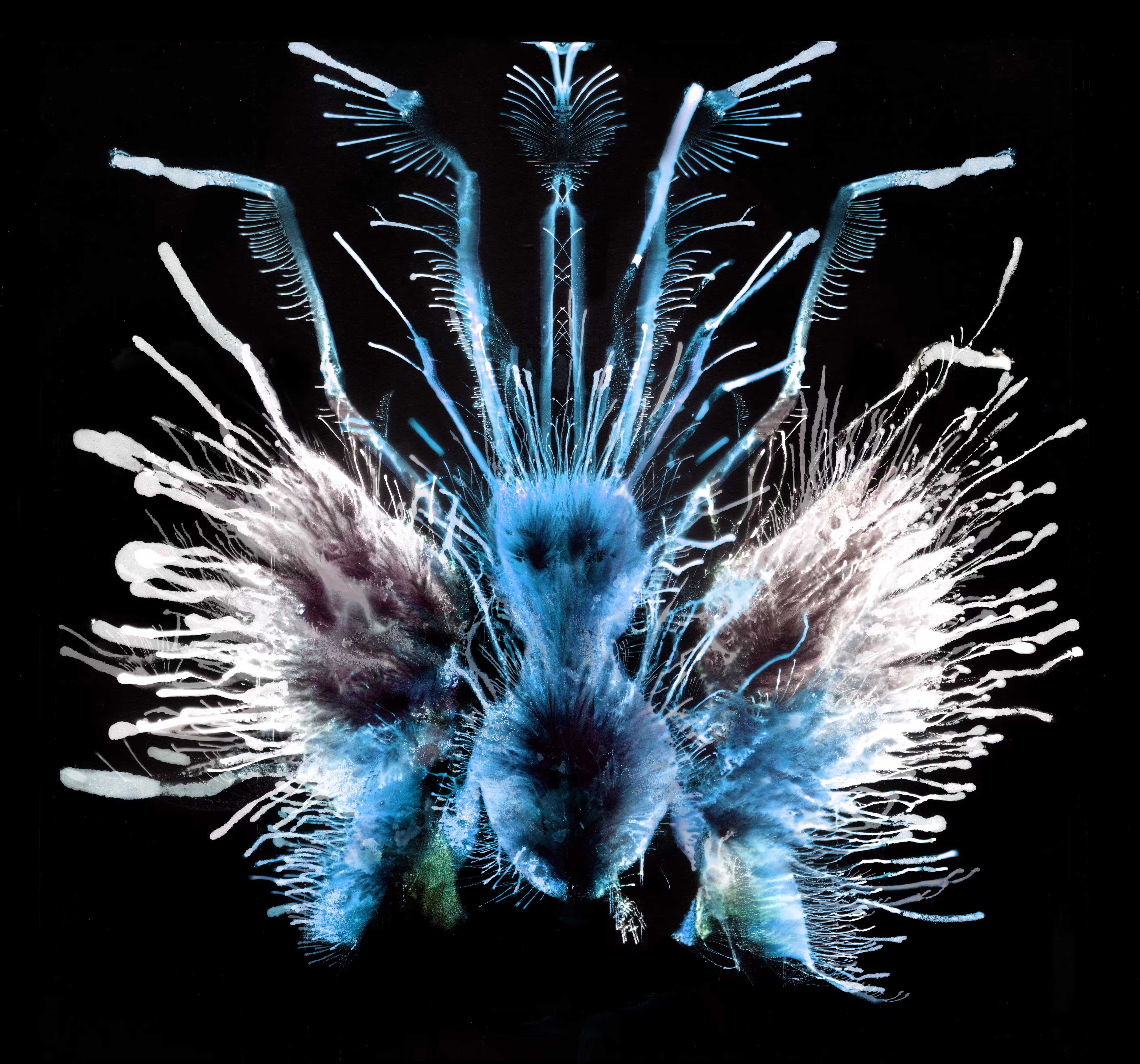 The Moth
