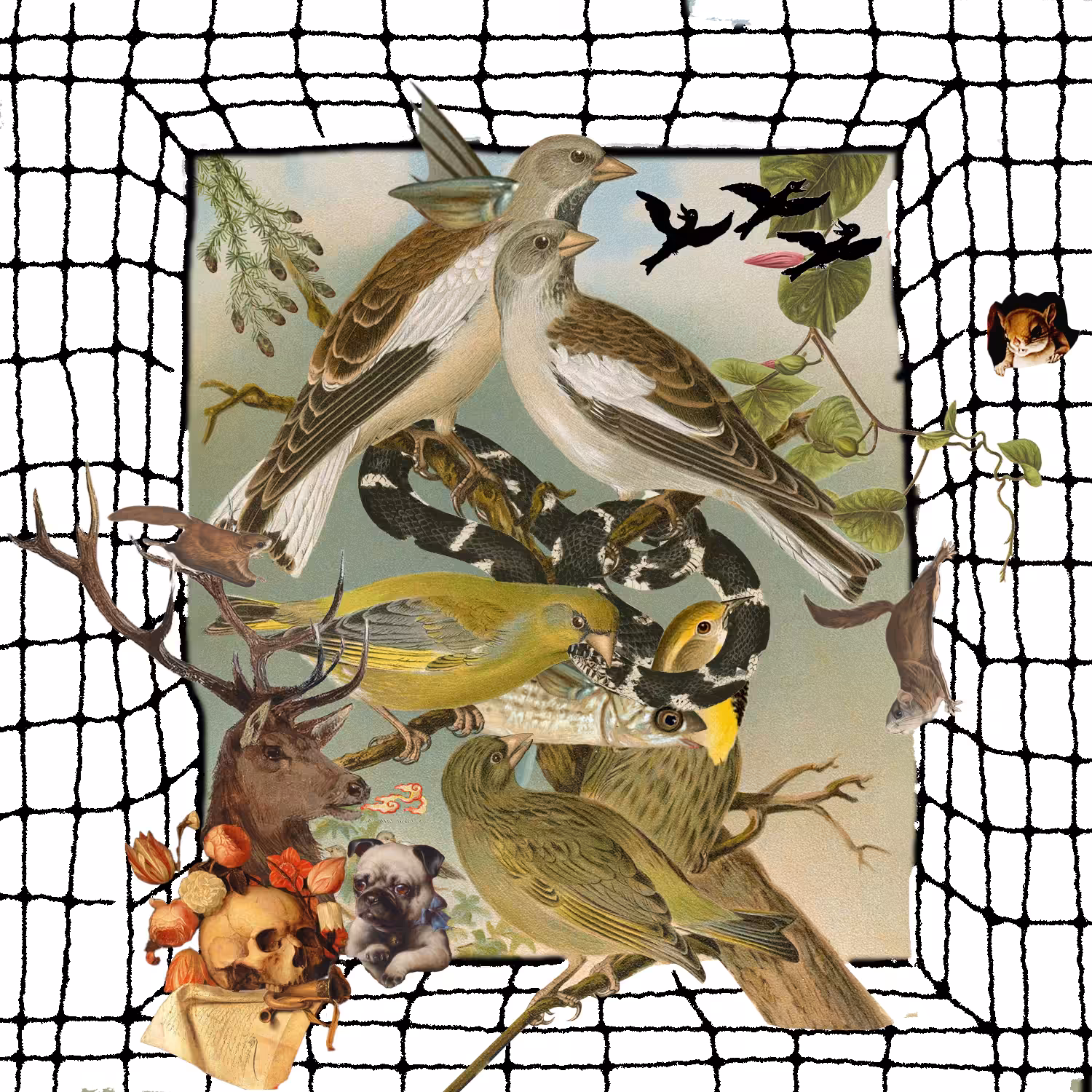 birds