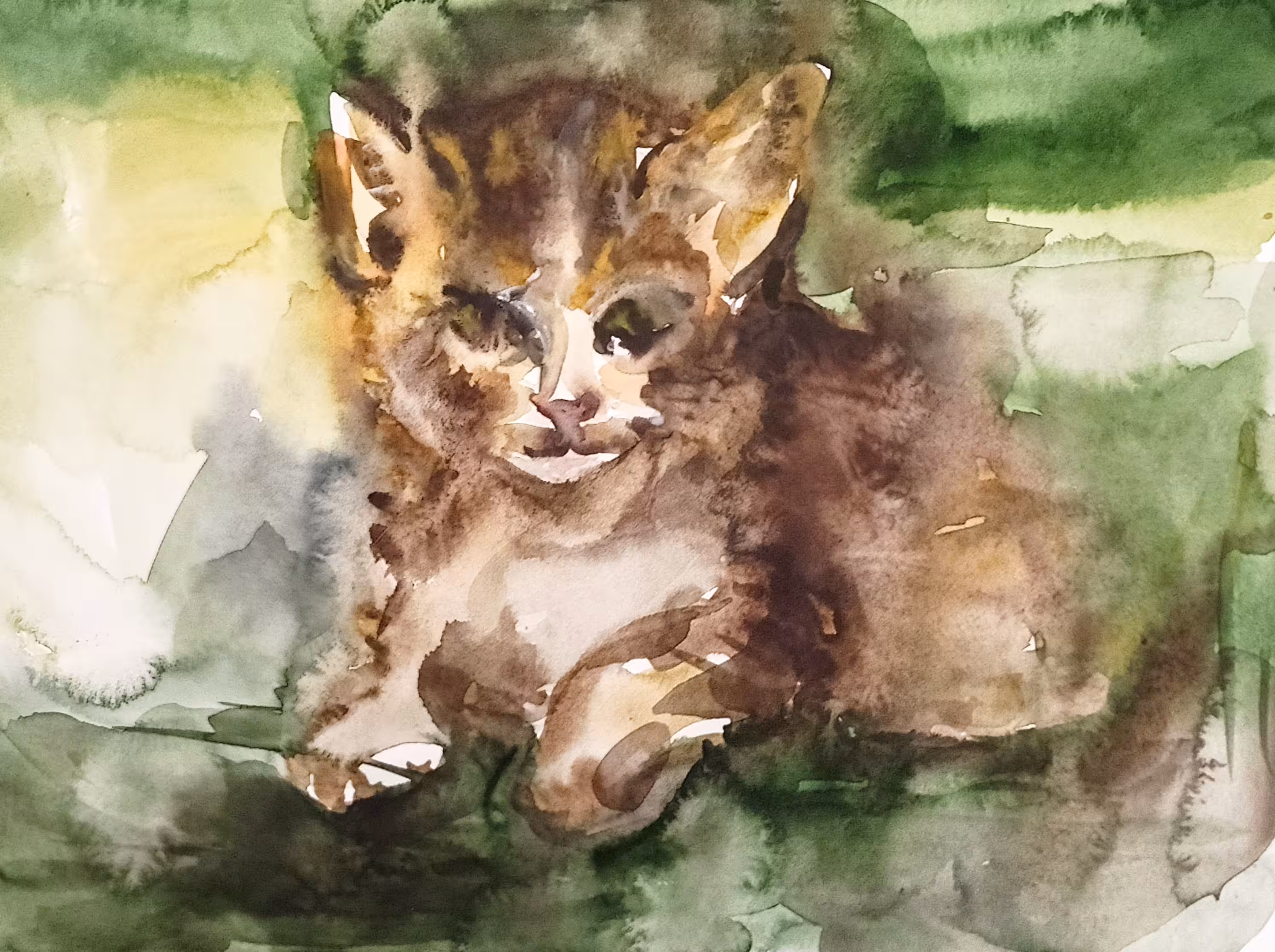 Angry Kitten