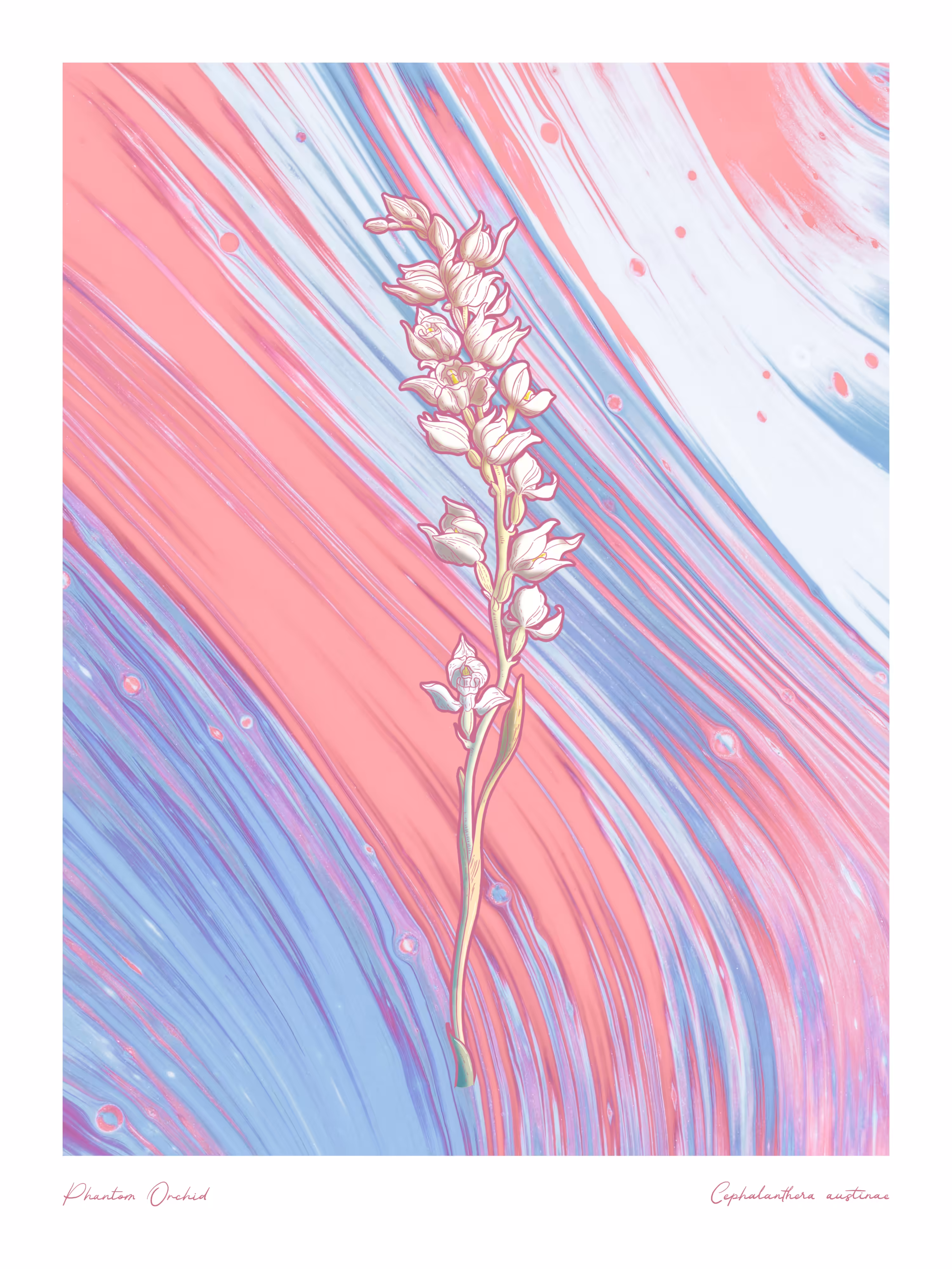 Phantom Orchid