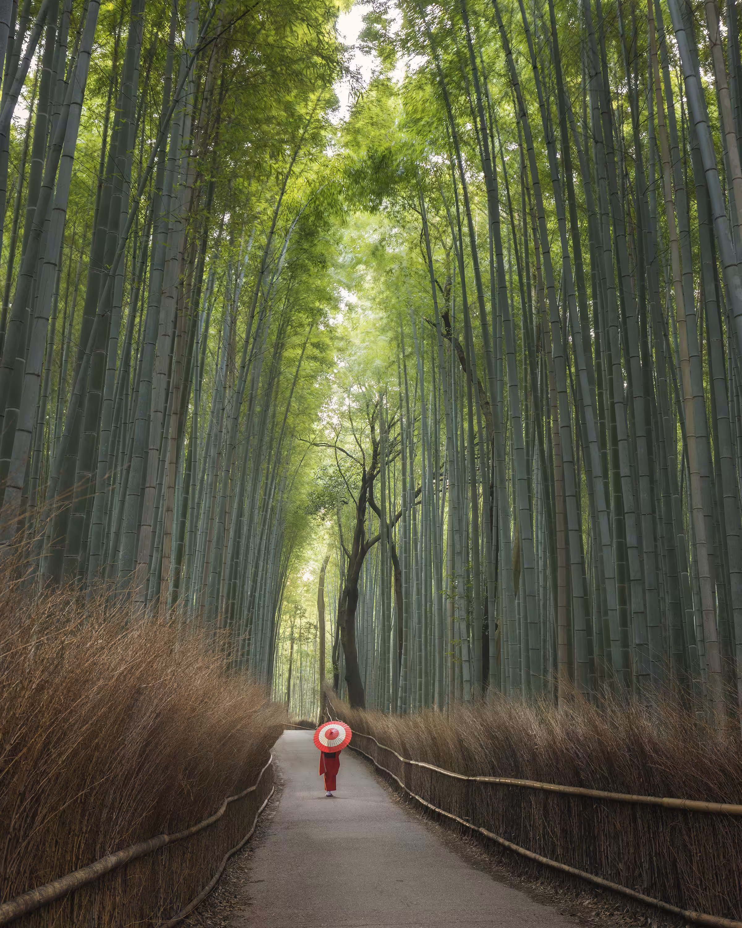 Arashiyama Bamboo Grove