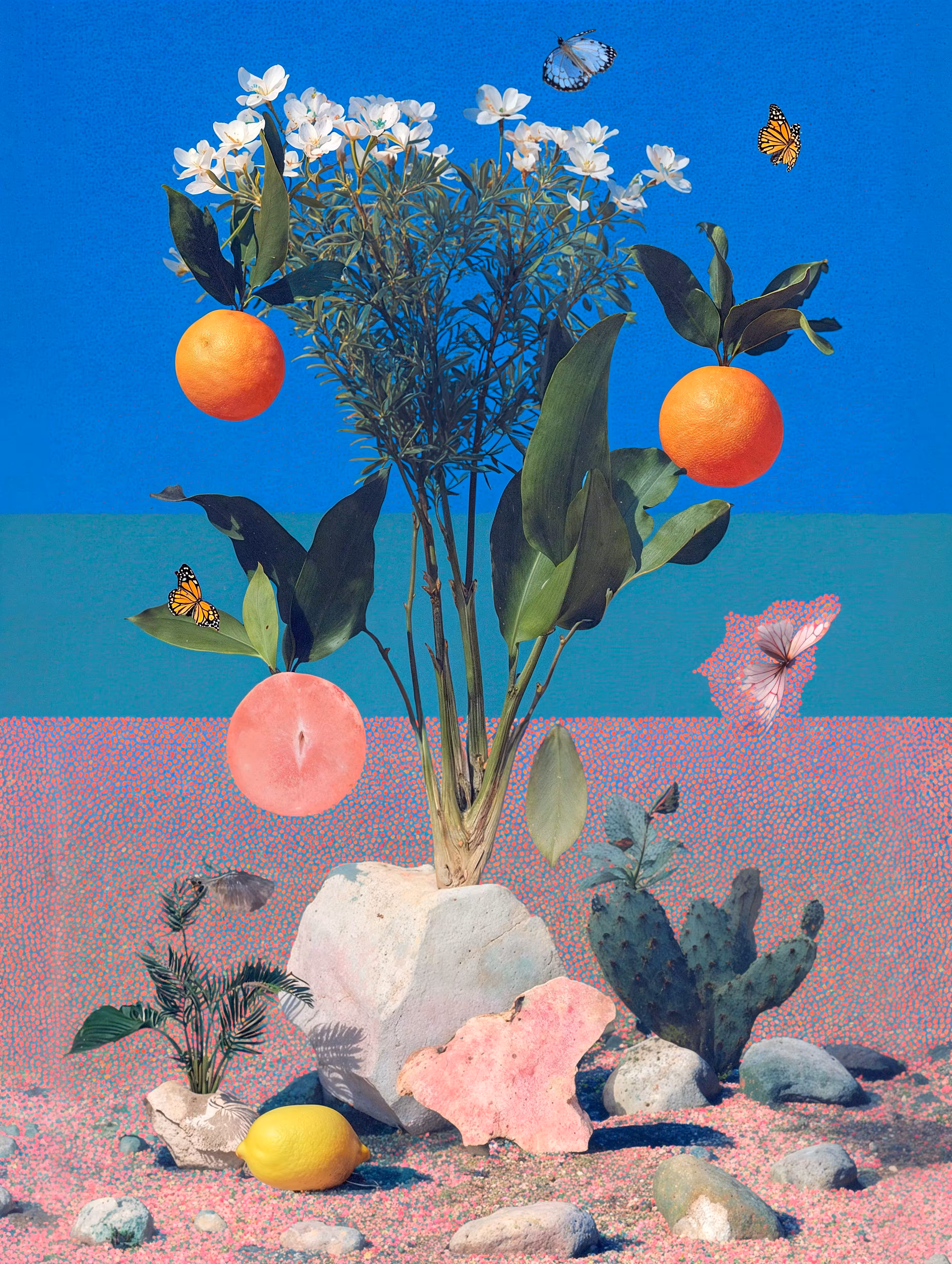 Curio IV