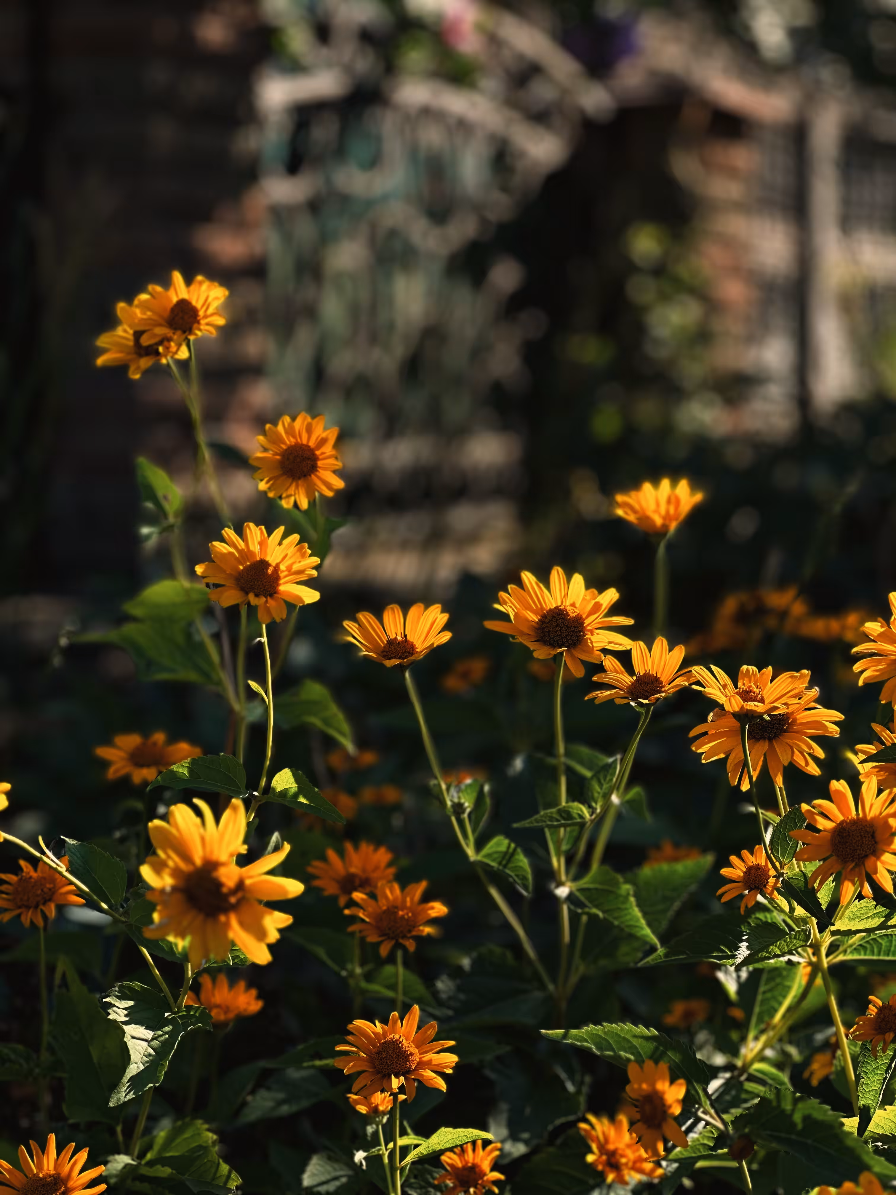 Quiet Bloom