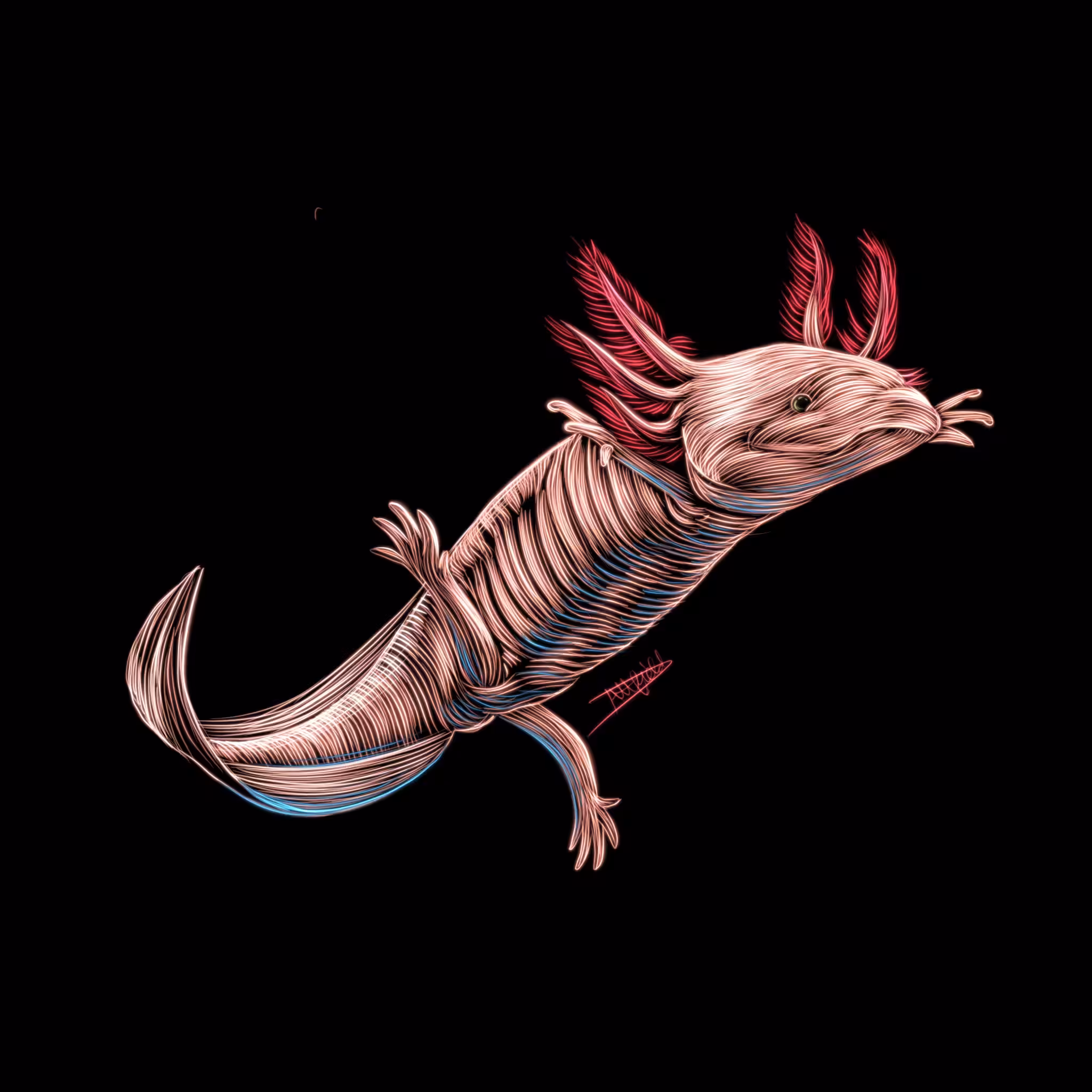 Axolotl