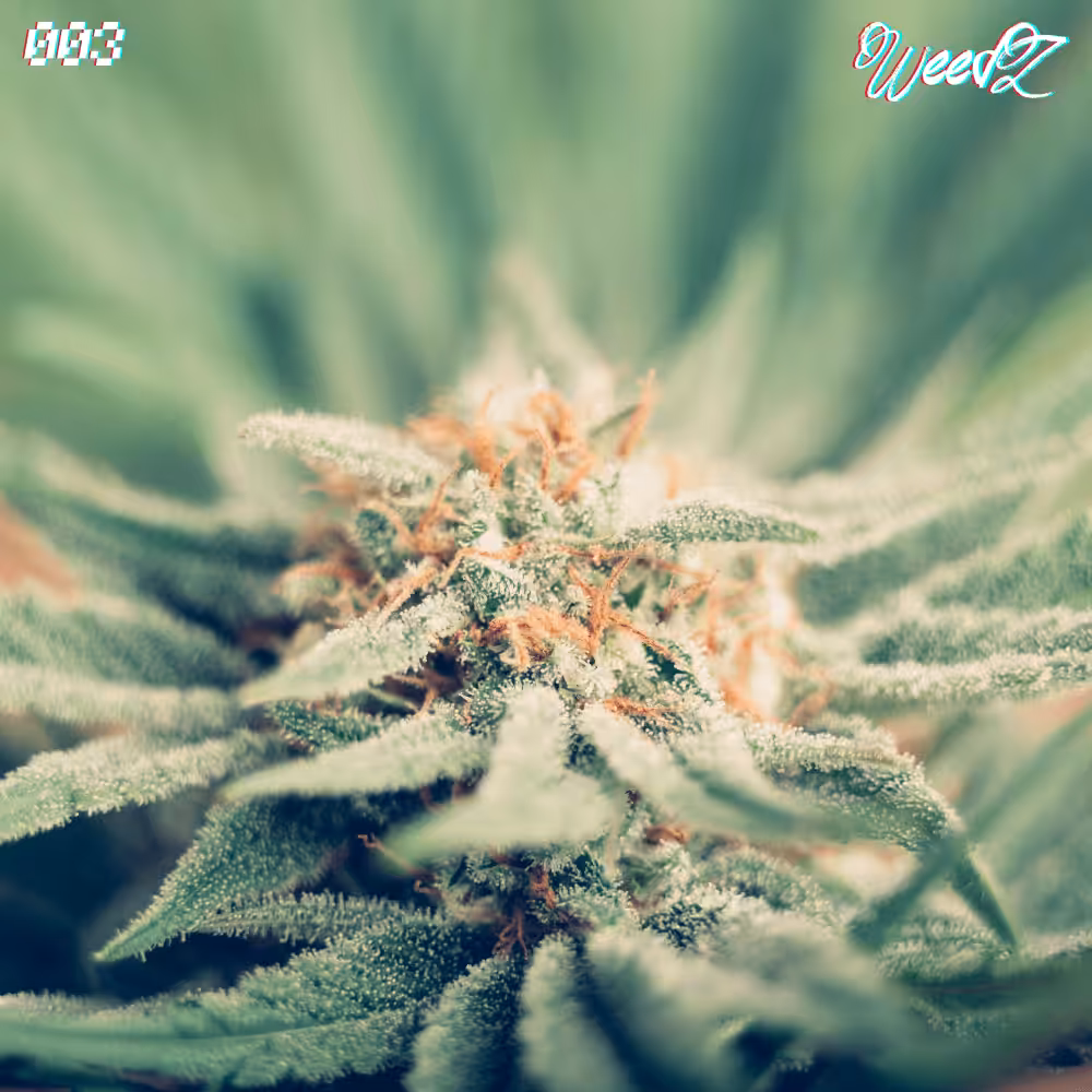 WeedZ - 003 - UK Cheese Hybrid