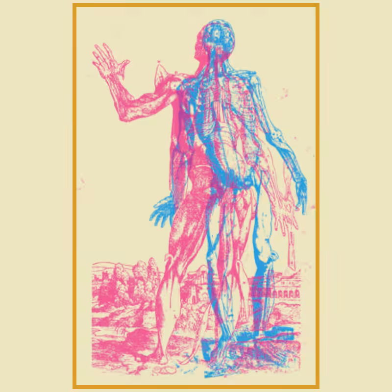 Anatomyk #10