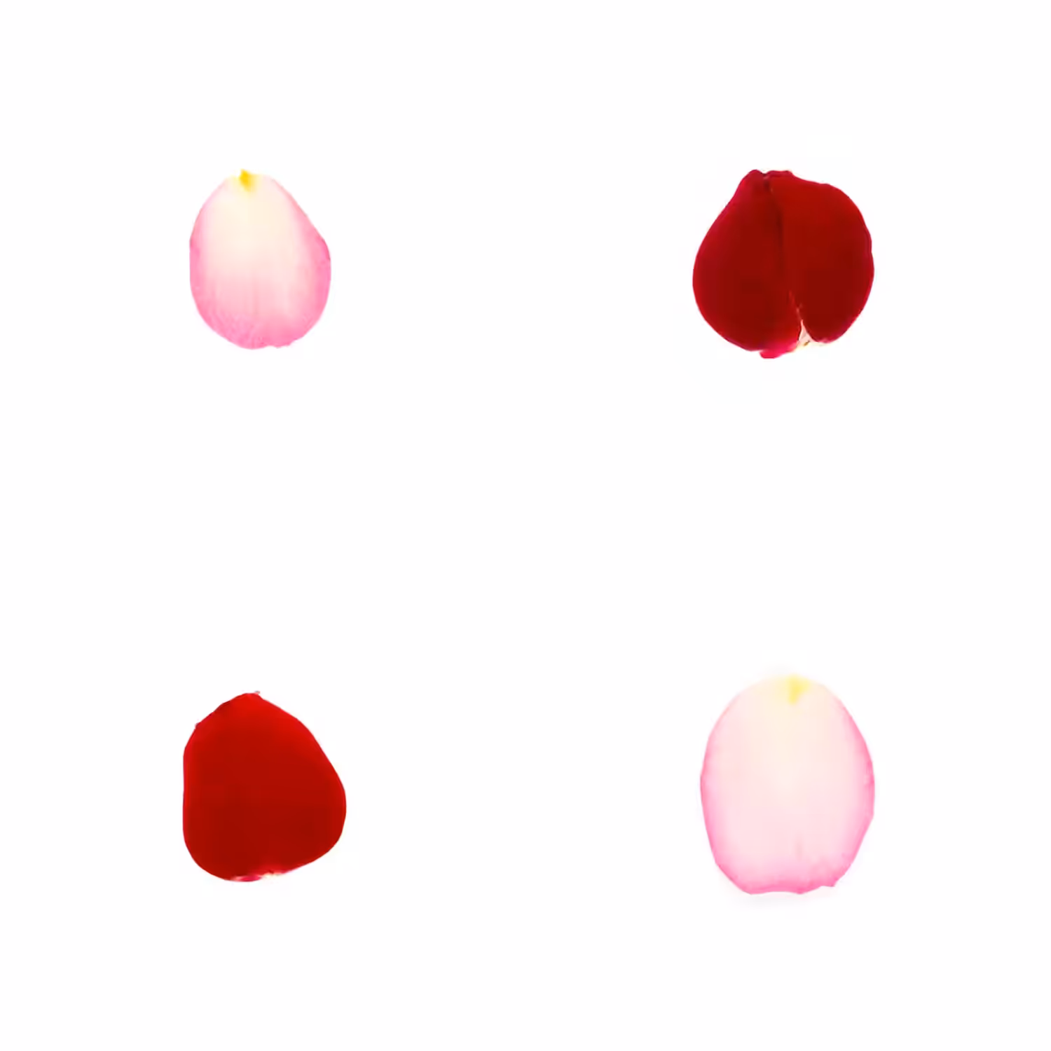 Infinite Petals 2x2#3365