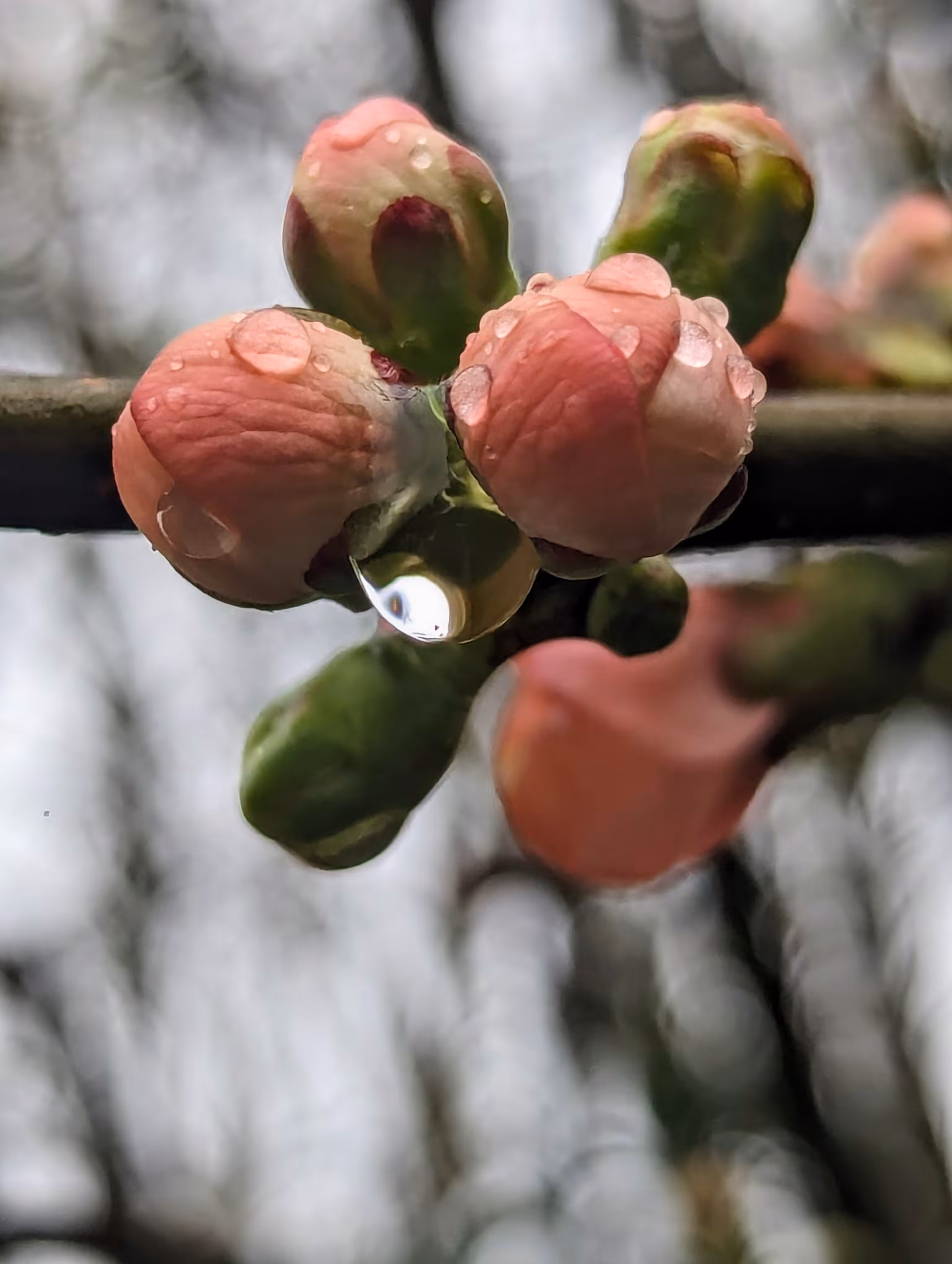 Rain blossom