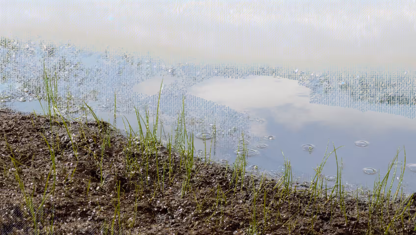 Impressionism Spring: Spring impressionism (5)