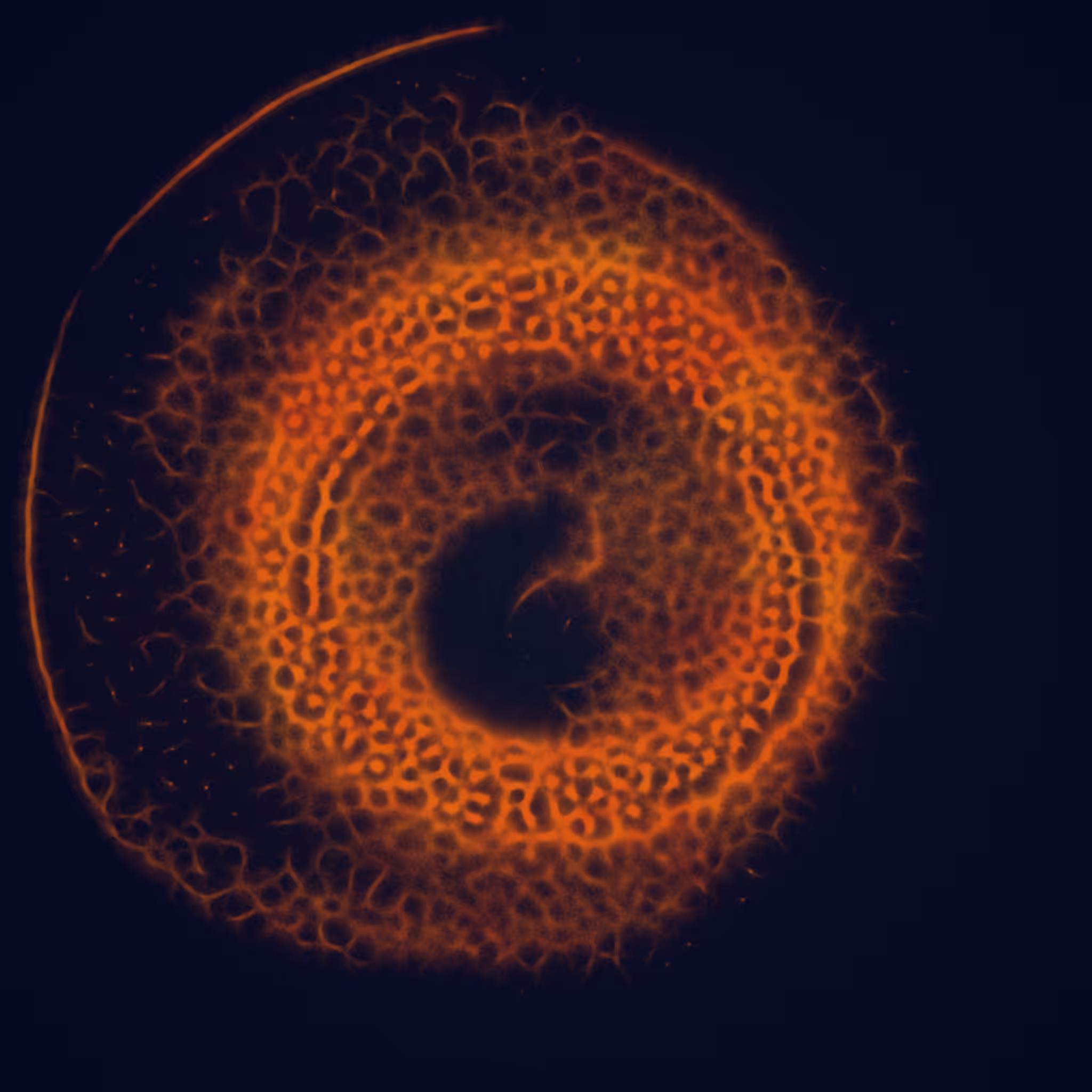Agnoscopic #63