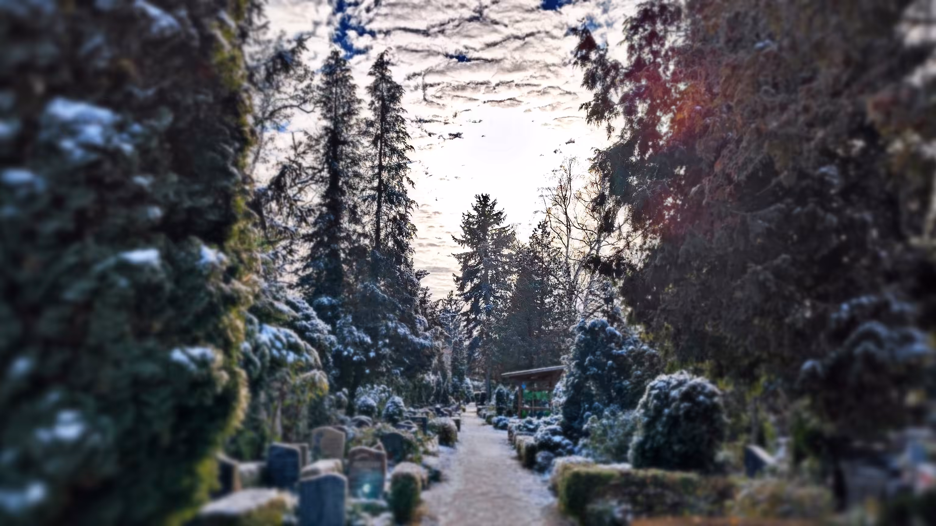 Towards the white sky