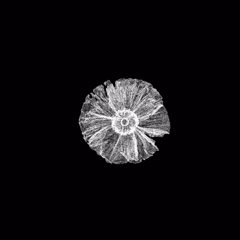 White Poppy 30 #223